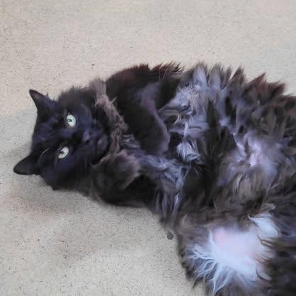 Enlarge Slim Shady (ON ADOPTION HOLD), a ADOPTABLE Domestic Long Hair in Nantucket, MA image 4/5