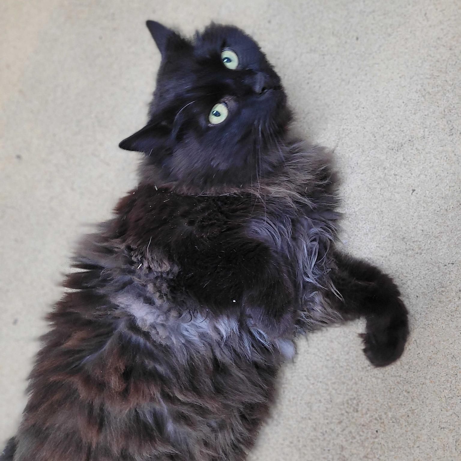 Enlarge Slim Shady (ON ADOPTION HOLD), a ADOPTABLE Domestic Long Hair in Nantucket, MA image 5/5