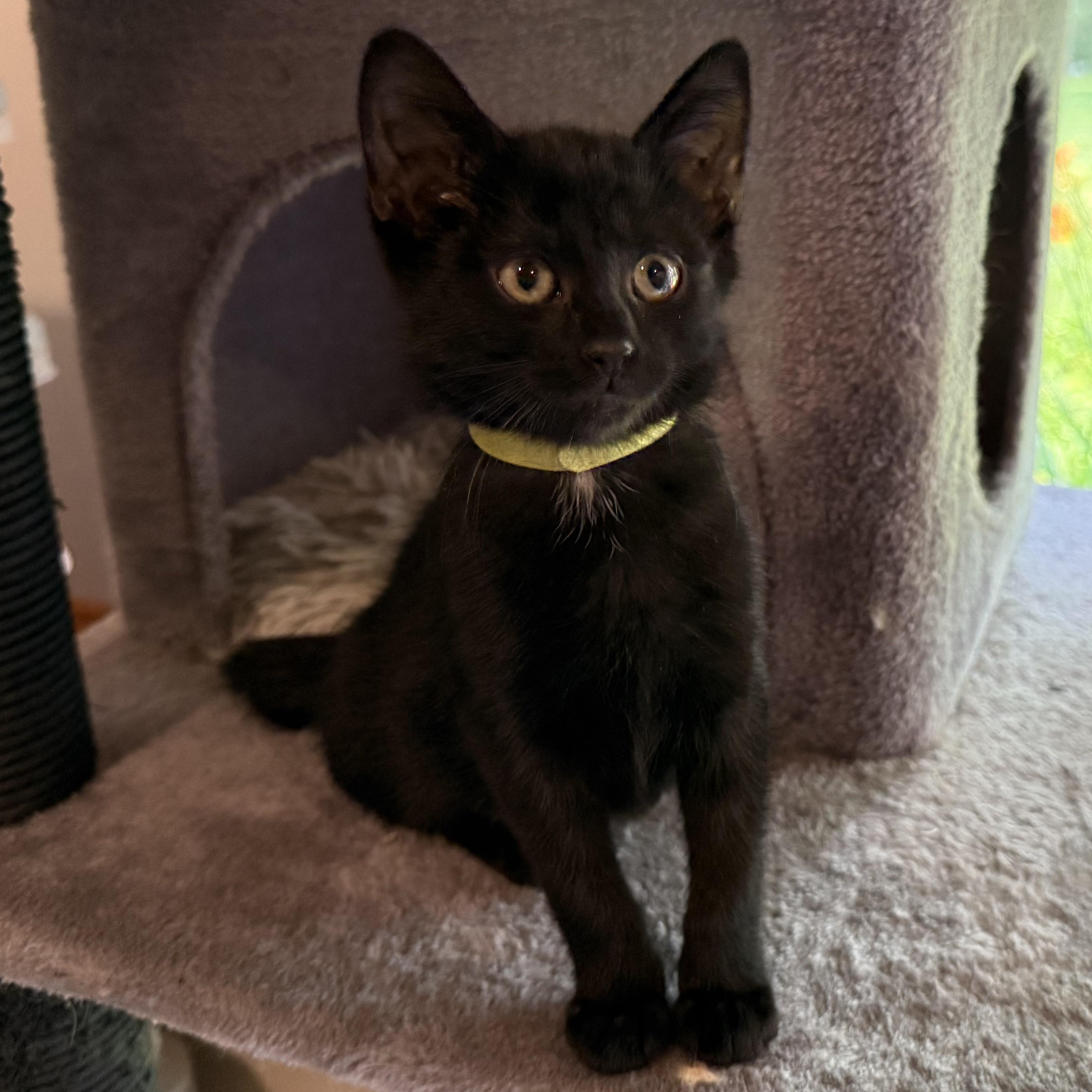 Maisie, Baby Female Domestic Short Hair