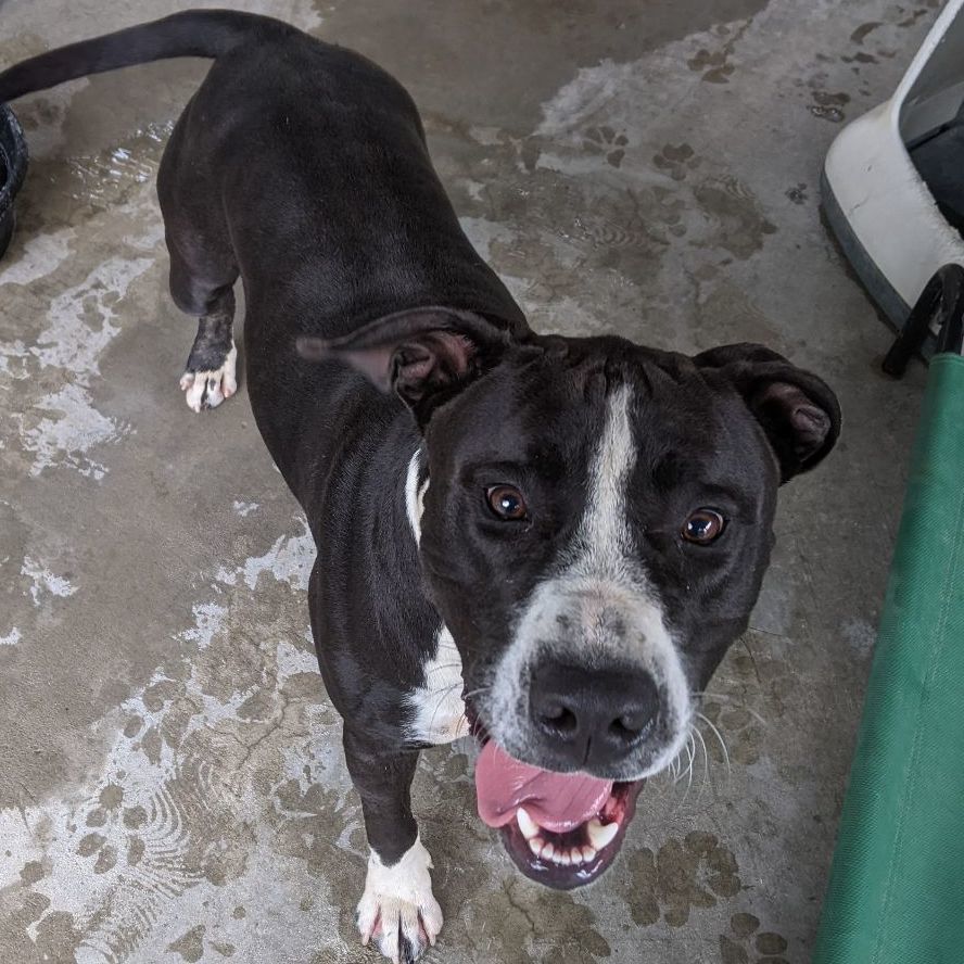 Powell, a Adoptable mixed breed in Bella Vista, AR image 1/2