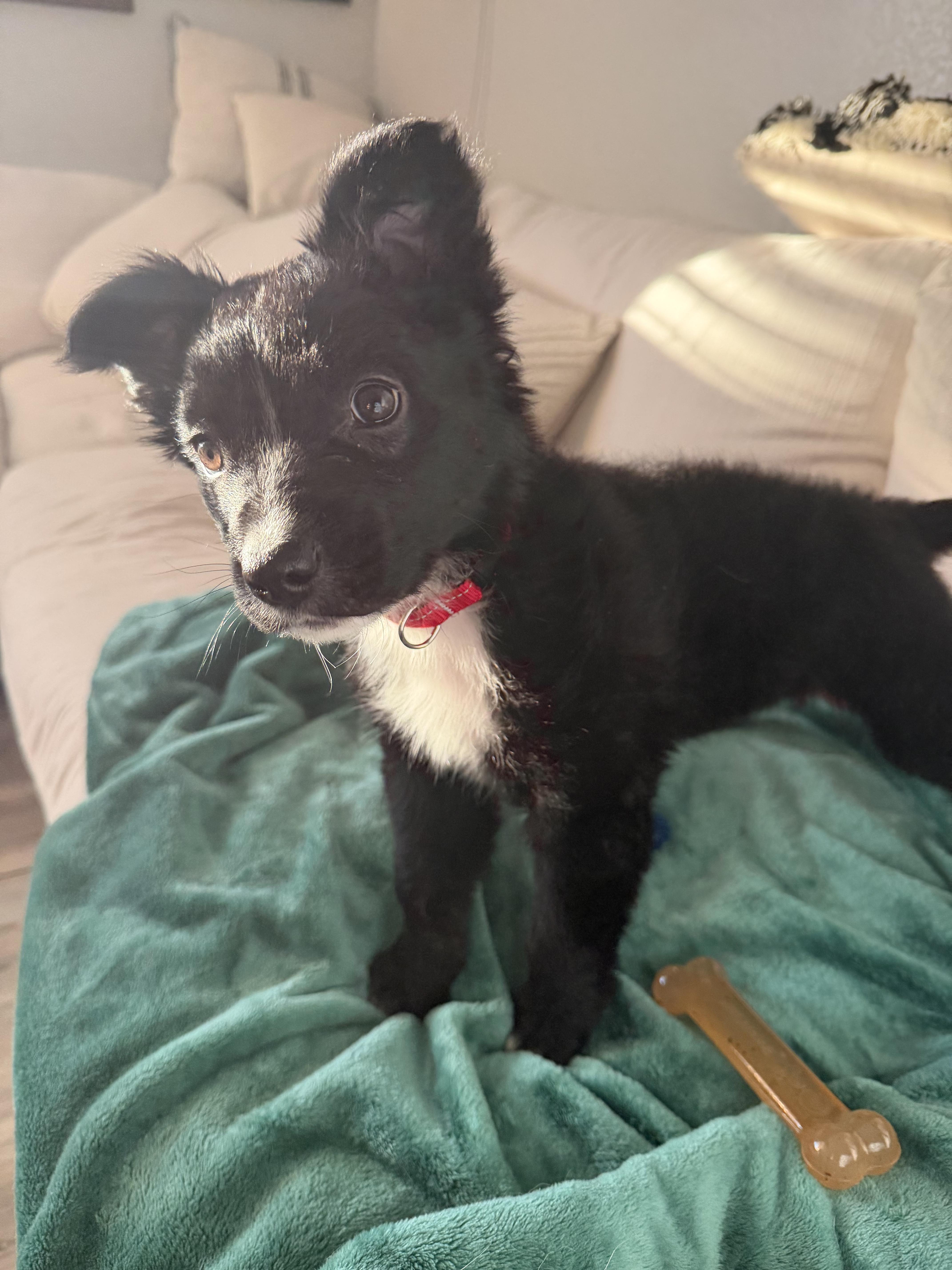 Enlarge Ralphie, an adopted mixed breed in Bend, OR image 3/3