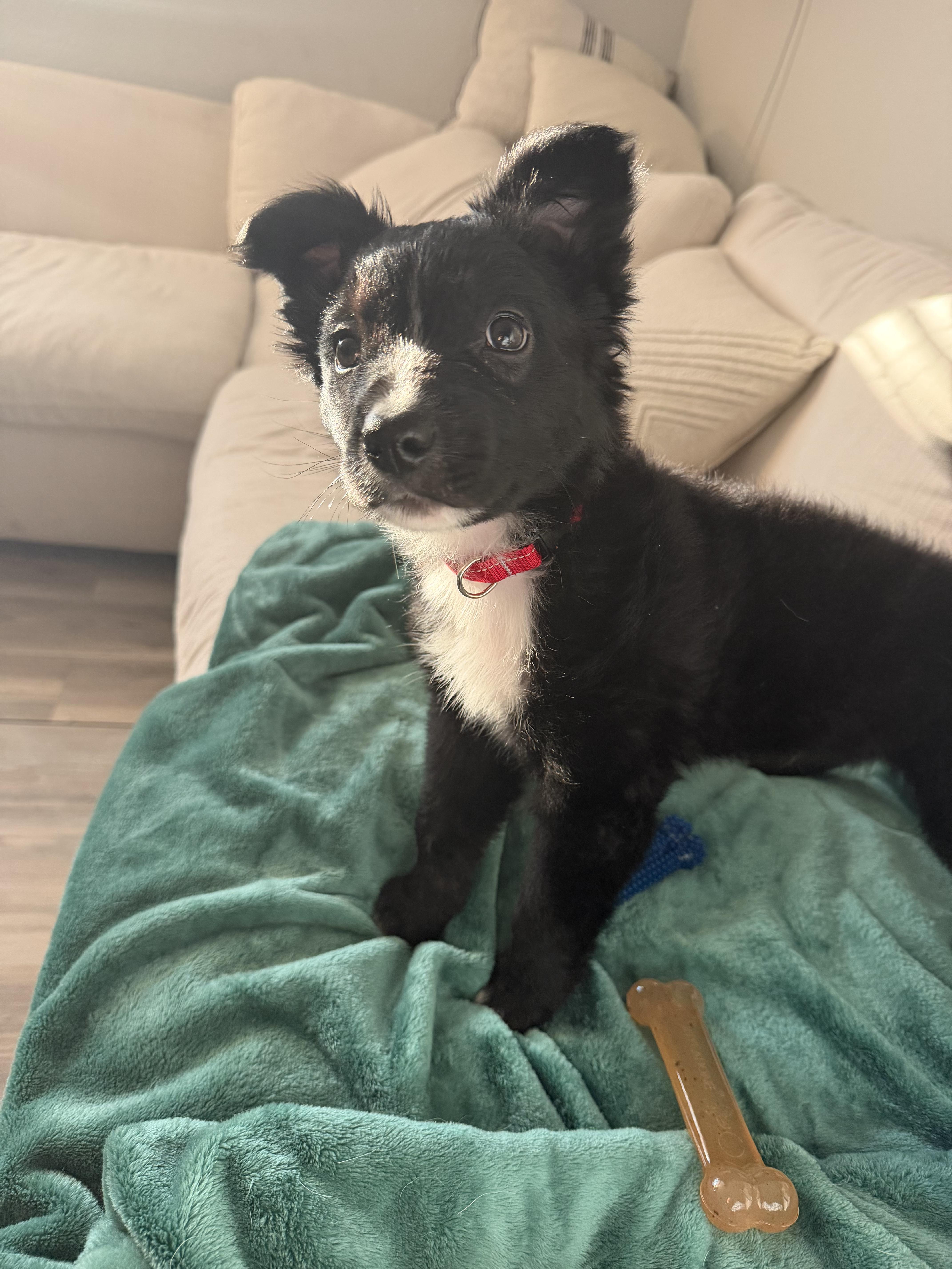 Ralphie, adopted, Puppy Male Shepherd.