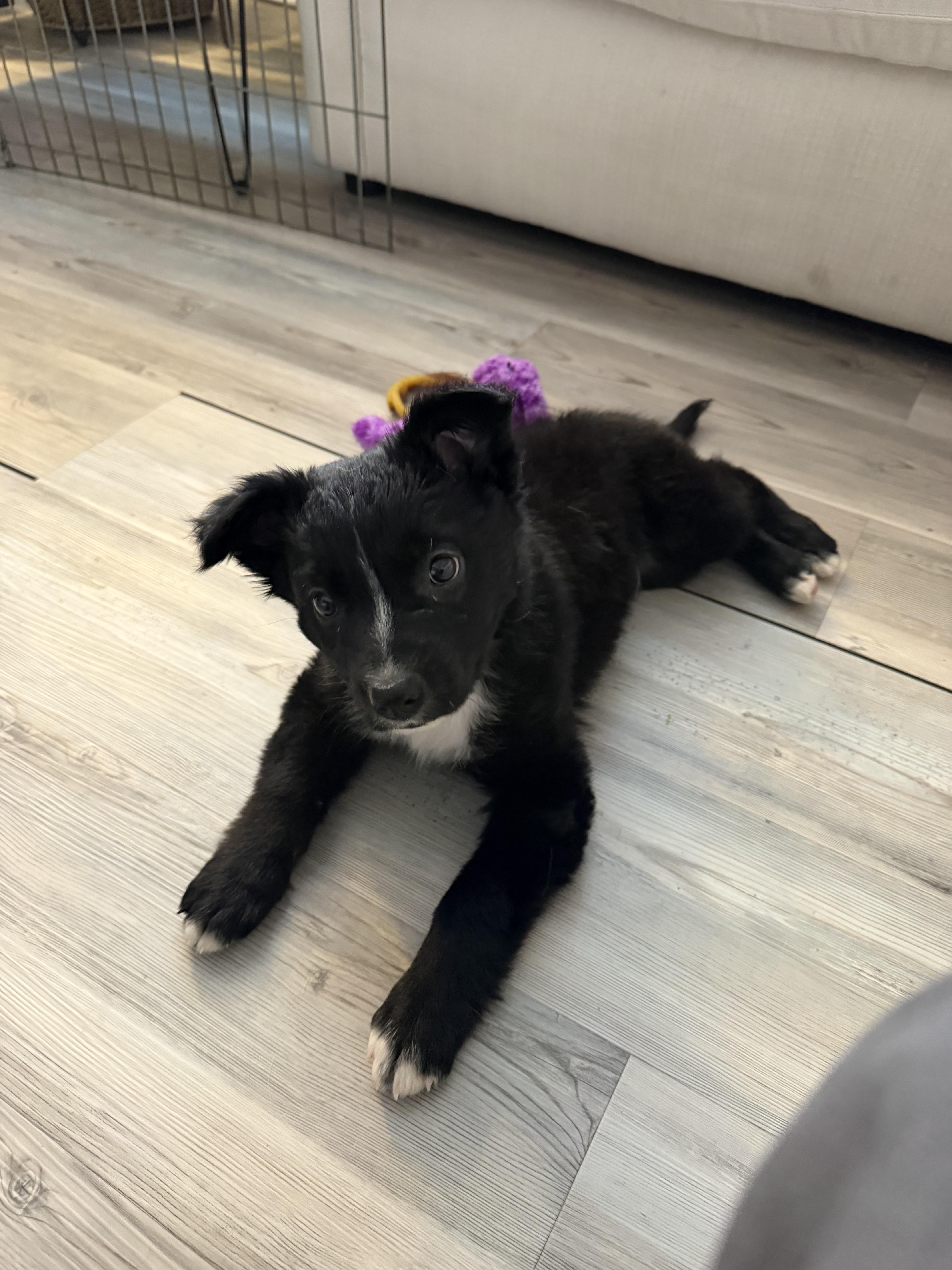 Enlarge Ralphie, an adopted mixed breed in Bend, OR image 2/3