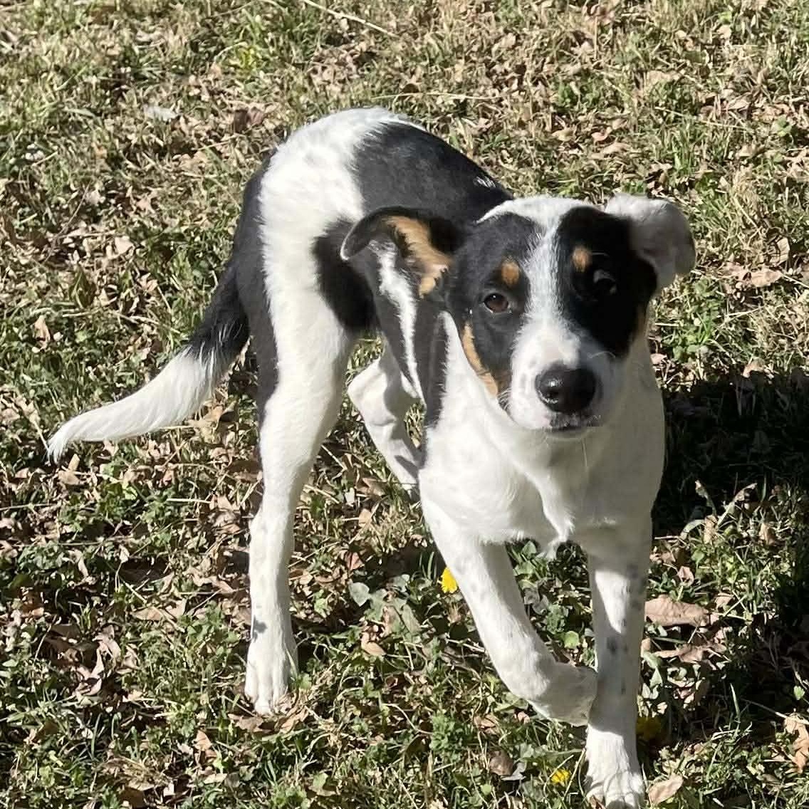 Enlarge Ellie, an adopted mixed breed in Spokane, WA image 5/6