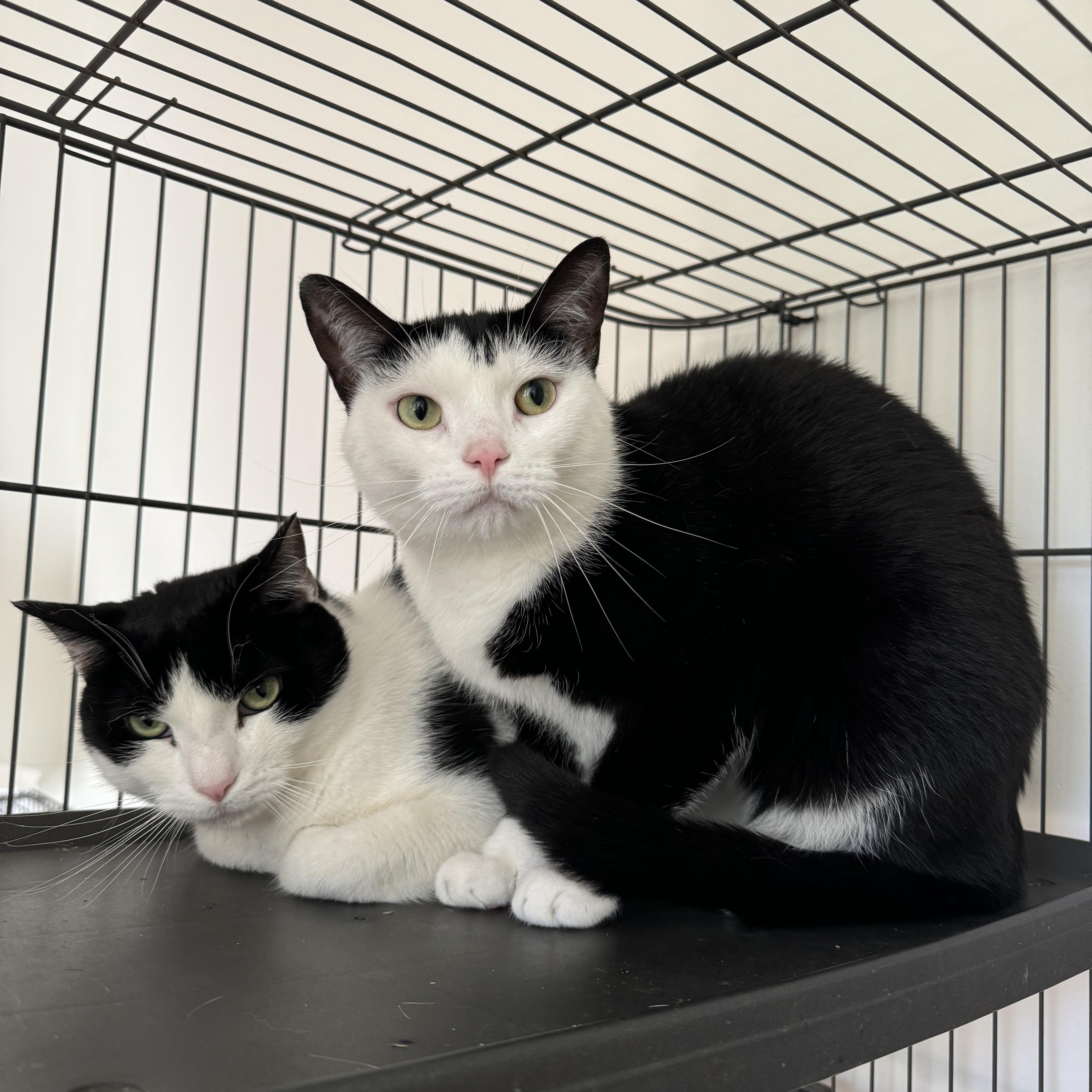 BERNIE & BRIGHTON, Adoptable, Young Female Domestic Short Hair.