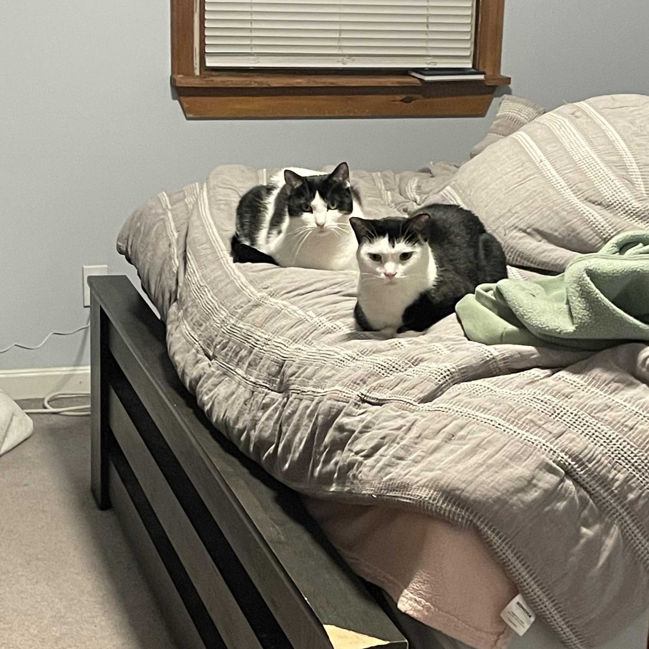 BERNIE & BRIGHTON, a Adoptable Domestic Short Hair in Kennebunk , ME image 2/5