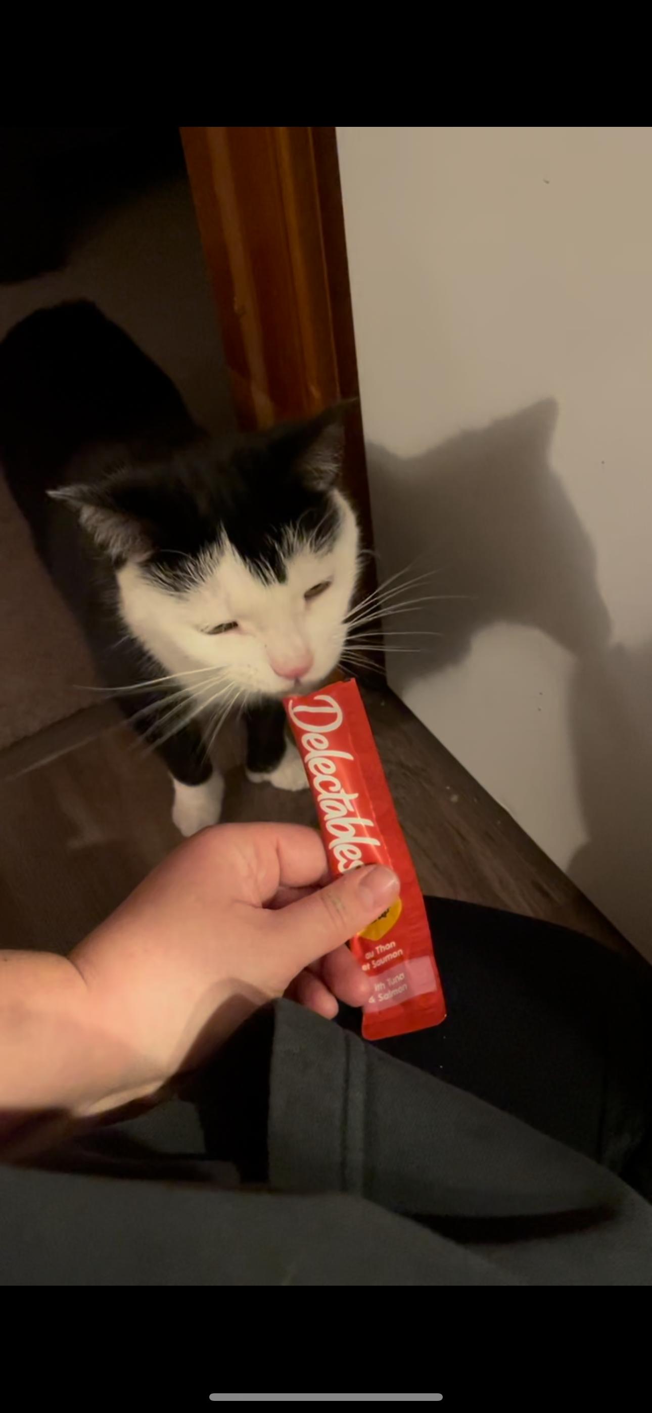 BERNIE & BRIGHTON, a Adoptable Domestic Short Hair in Kennebunk , ME image 3/5