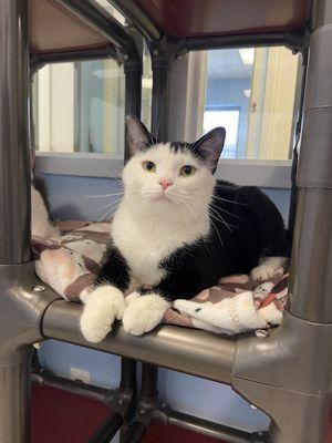 BERNIE & BRIGHTON, a Adoptable Domestic Short Hair in Kennebunk , ME image 4/5