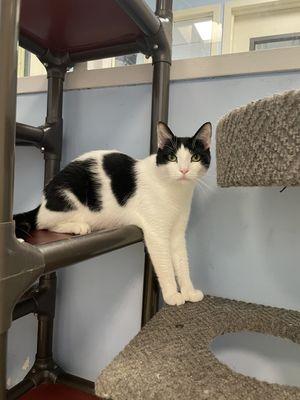 BERNIE & BRIGHTON, a Adoptable Domestic Short Hair in Kennebunk , ME image 5/5