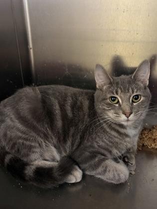Enlarge Nebula, a Adoptable mixed breed in Beatrice, NE image 1/1
