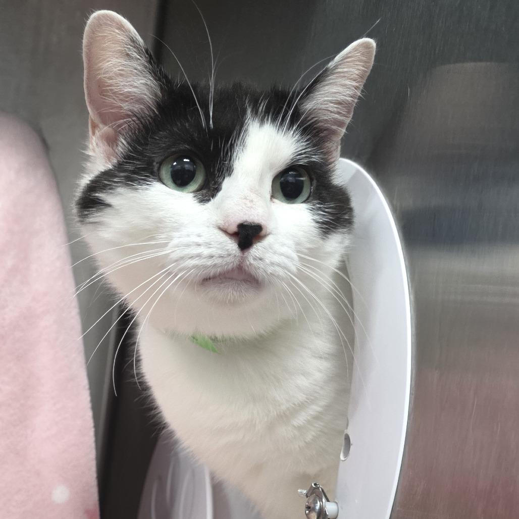 Smore's, Adoptable, Adult Female Domestic Short Hair.