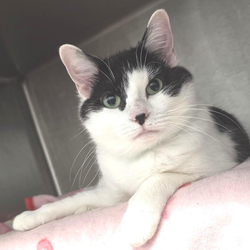 Enlarge Smore's, a Adoptable Domestic Short Hair in Fort Wayne, IN image 2/5