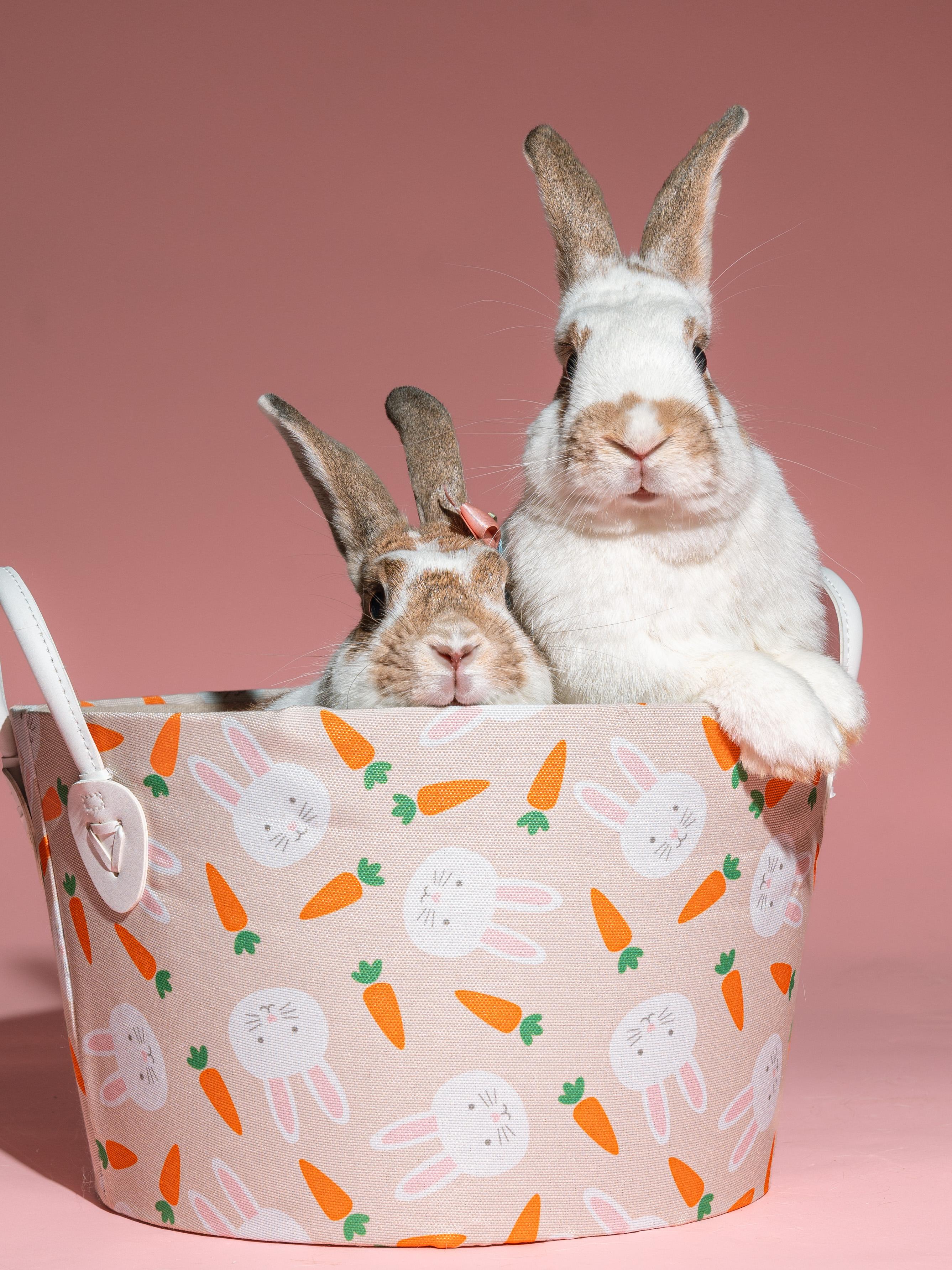 Bean (bonded to Ivy), Adoptable, Adult Female English Spot.