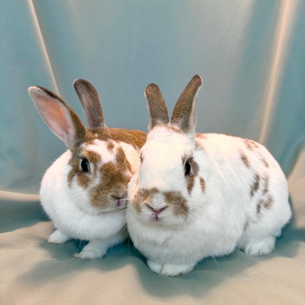 Bean (bonded to Ivy), Adoptable, Adult Female English Spot.