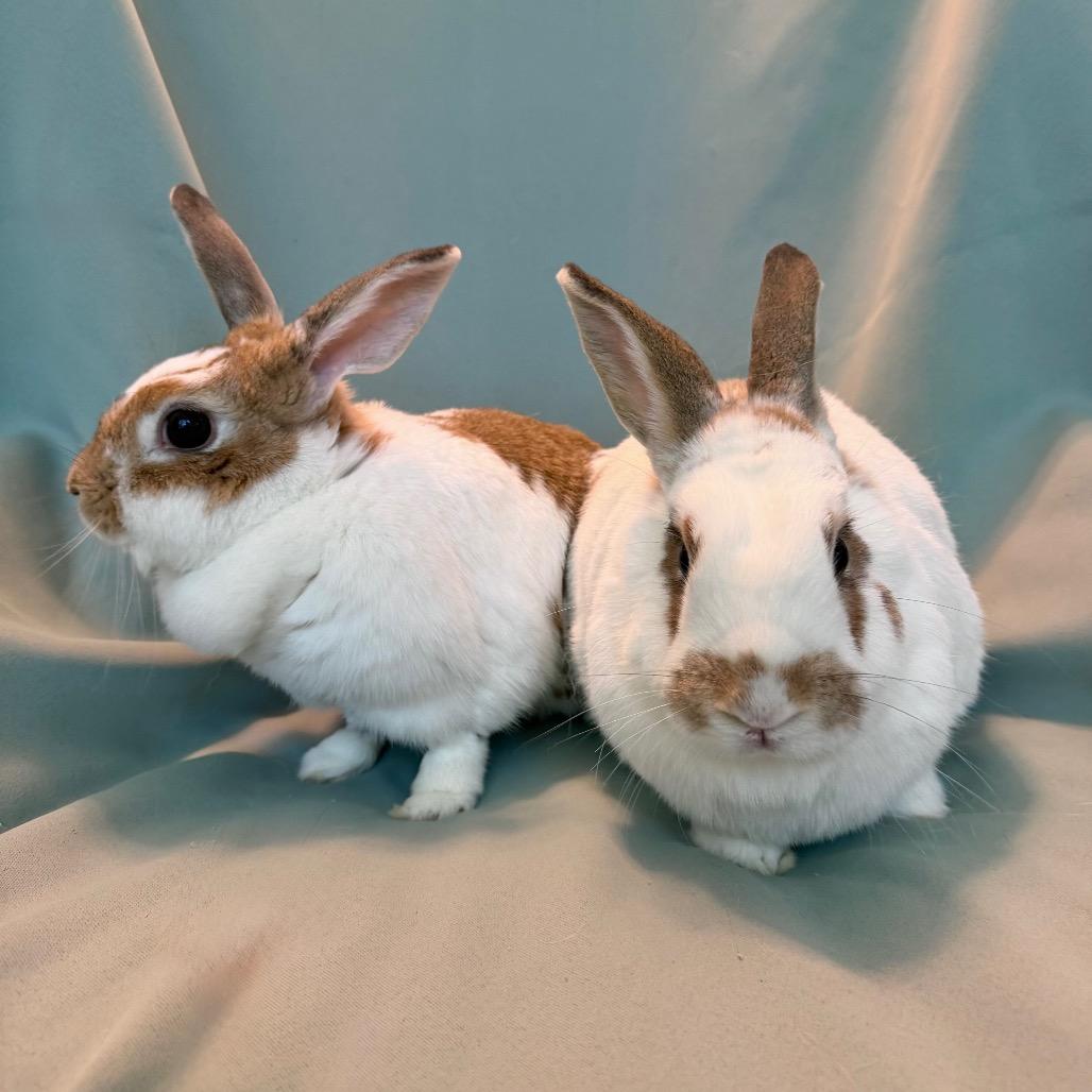 Enlarge Bean (bonded to Ivy), a Adoptable mixed breed in Columbia, MD image 6/6