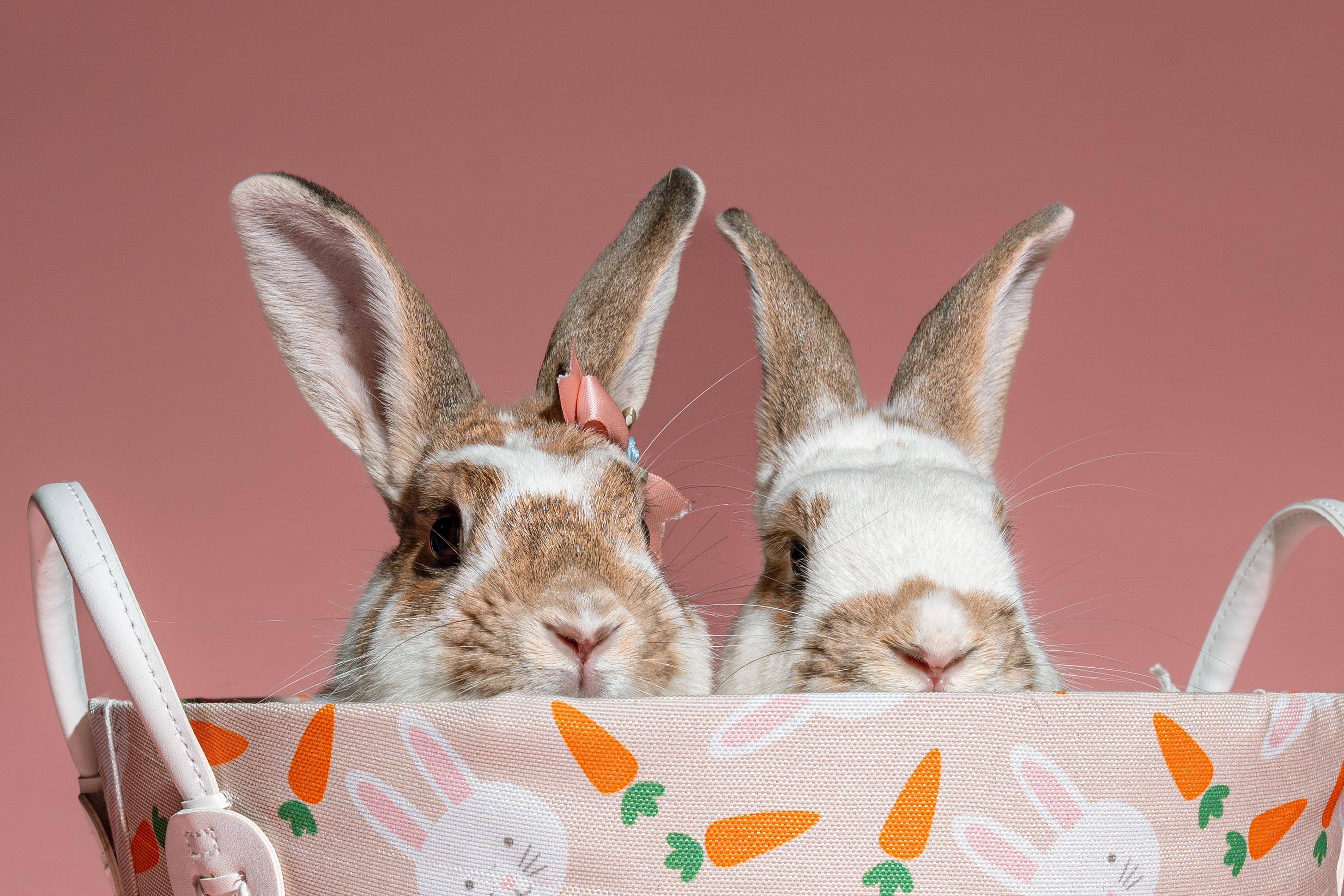 Bean (bonded to Ivy), a Adoptable mixed breed in Columbia, MD image 2/3