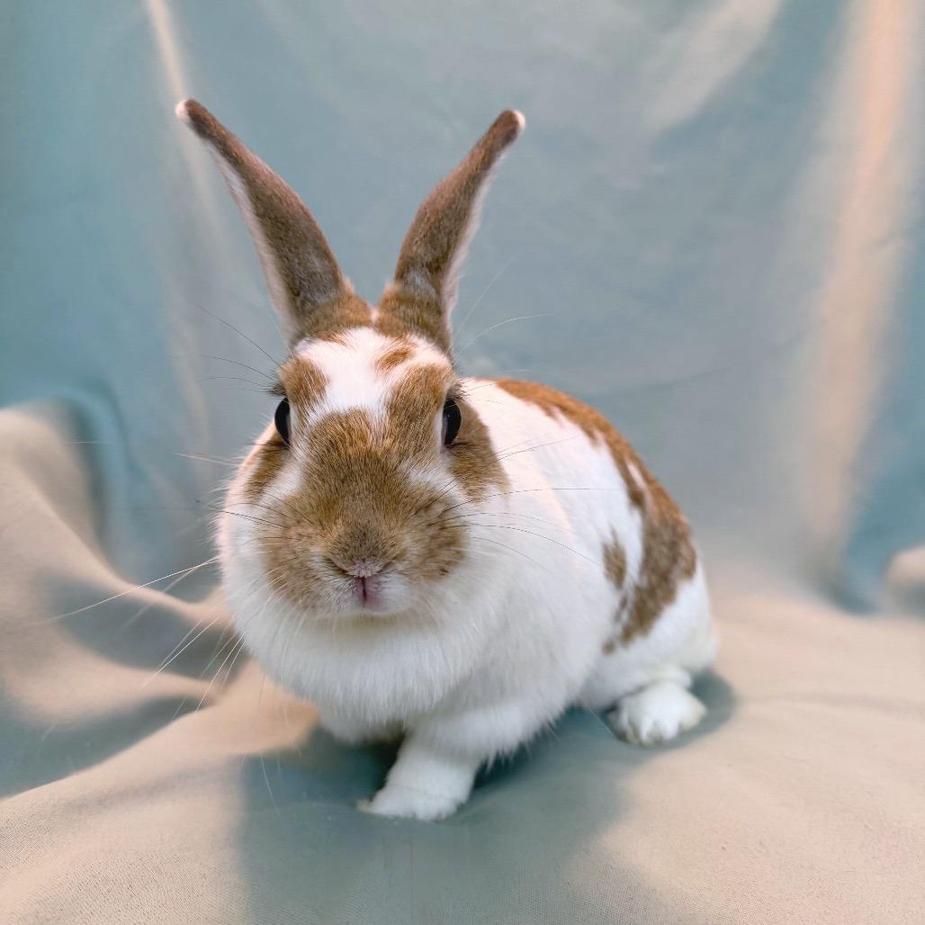 Enlarge Bean (bonded to Ivy), a Adoptable mixed breed in Columbia, MD image 4/6