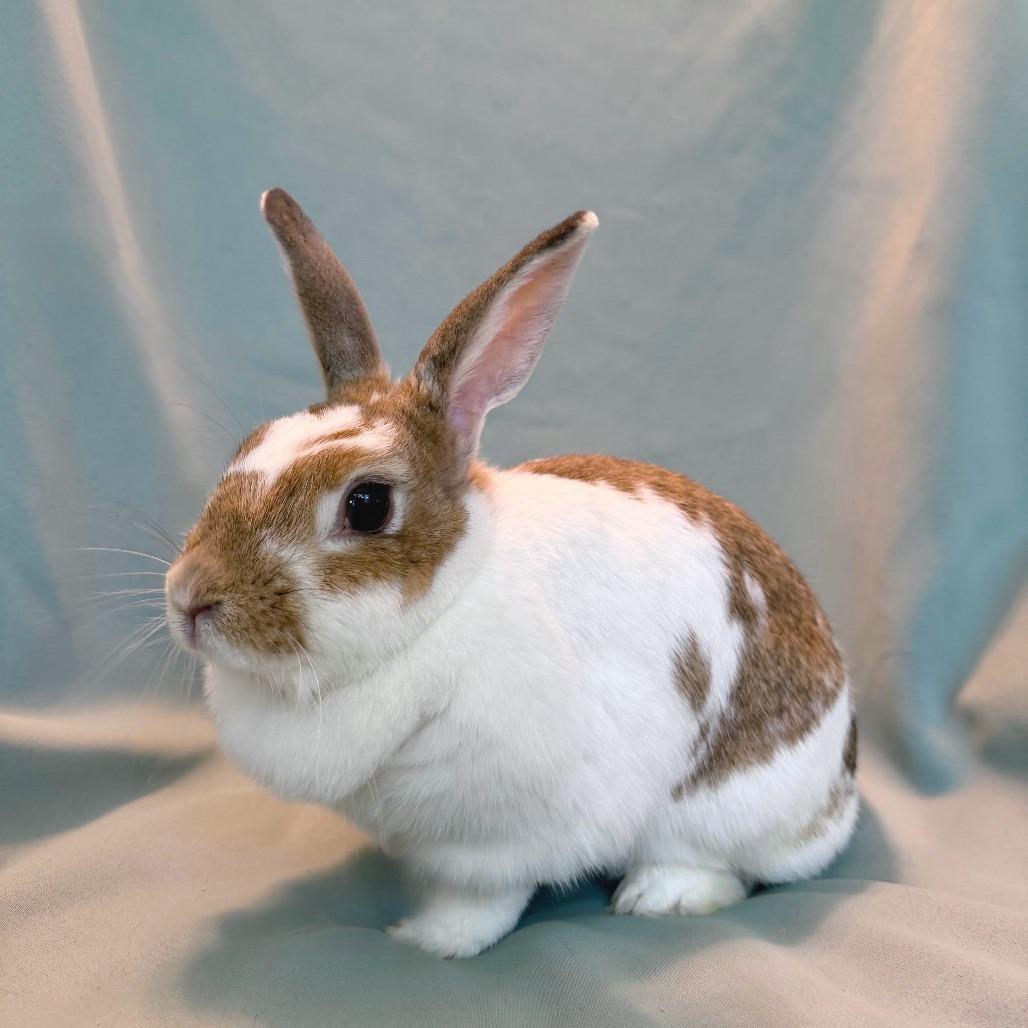 Enlarge Bean (bonded to Ivy), a Adoptable mixed breed in Columbia, MD image 2/6