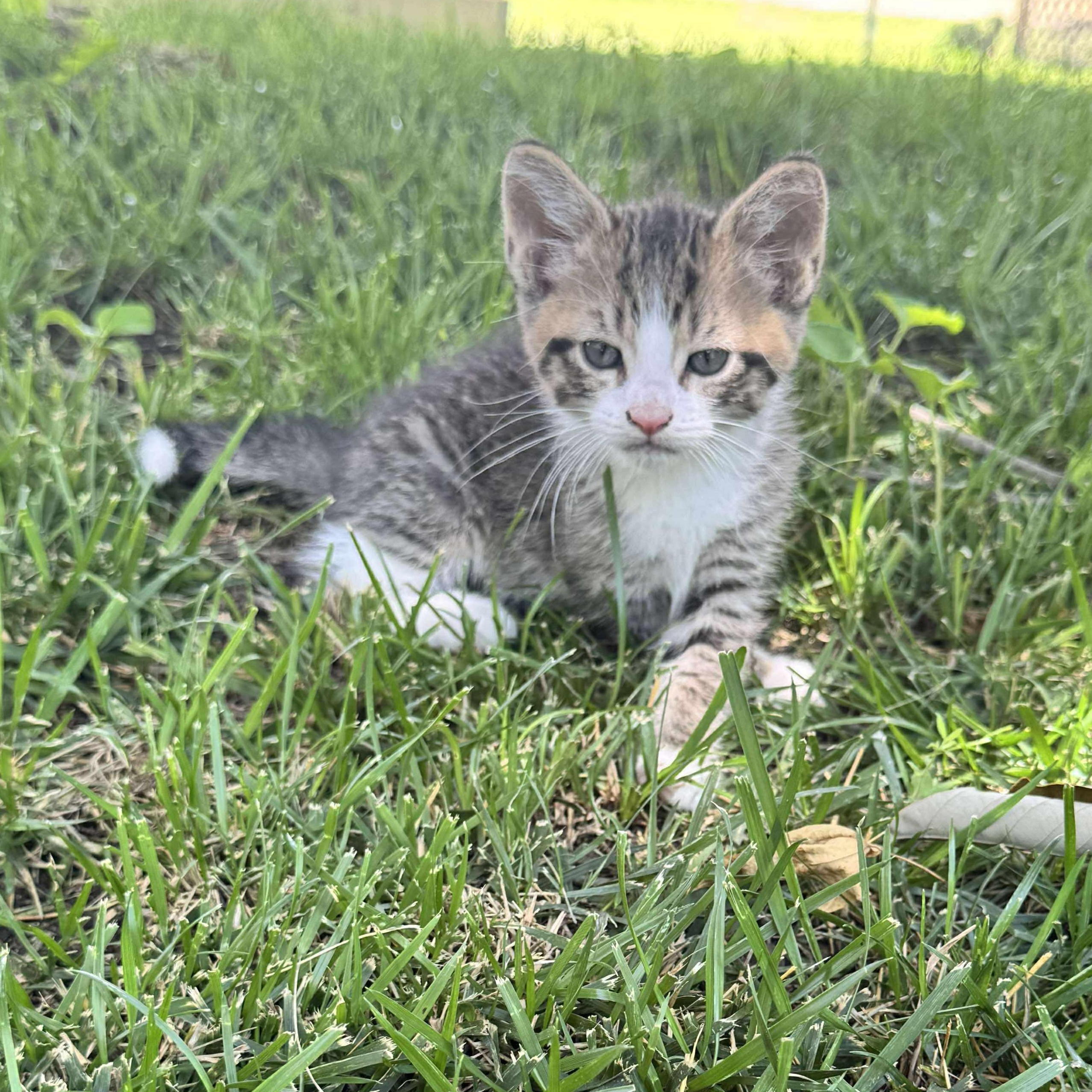 White Tip, Baby Male unknown