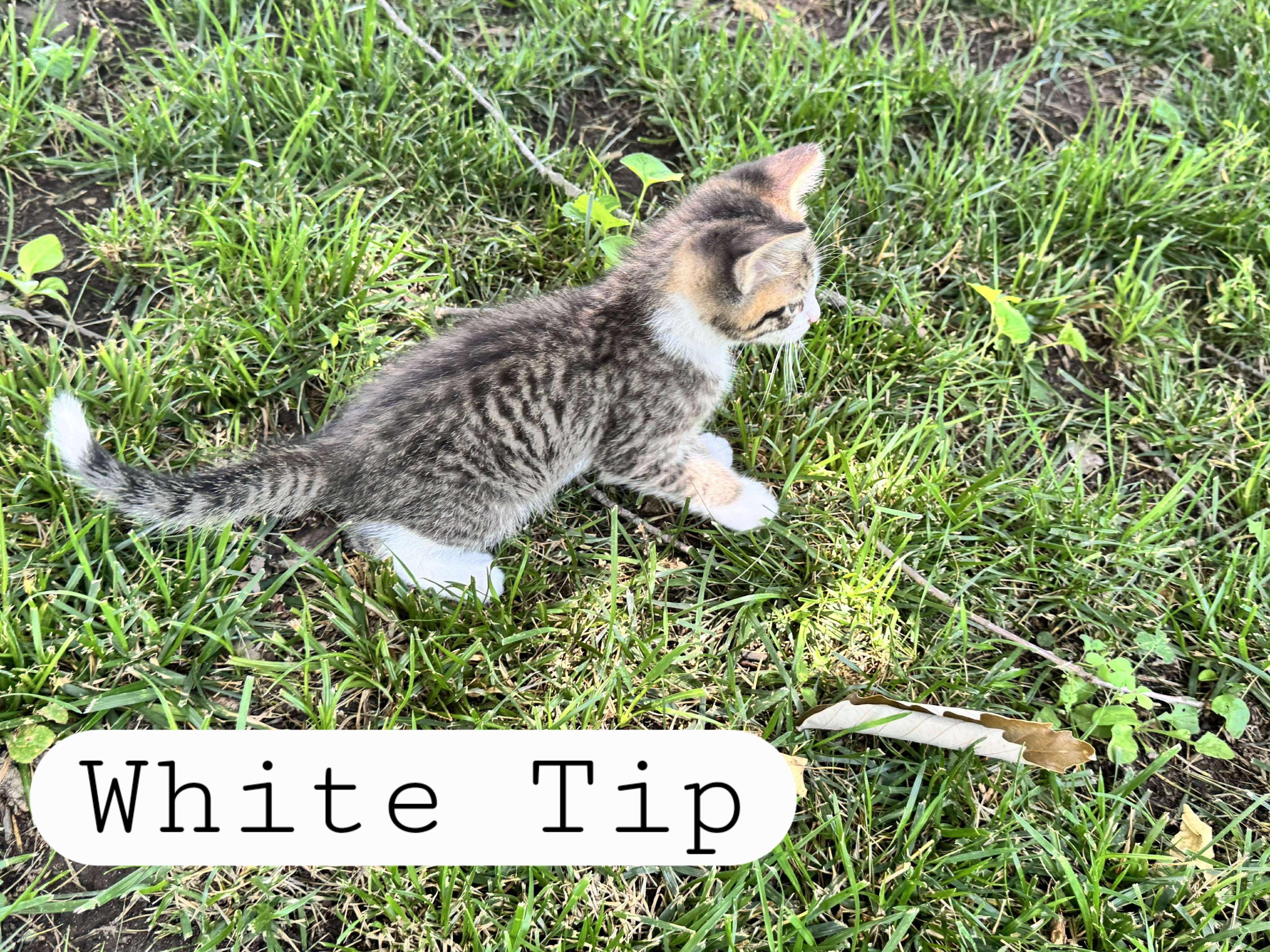 White Tip photo 2