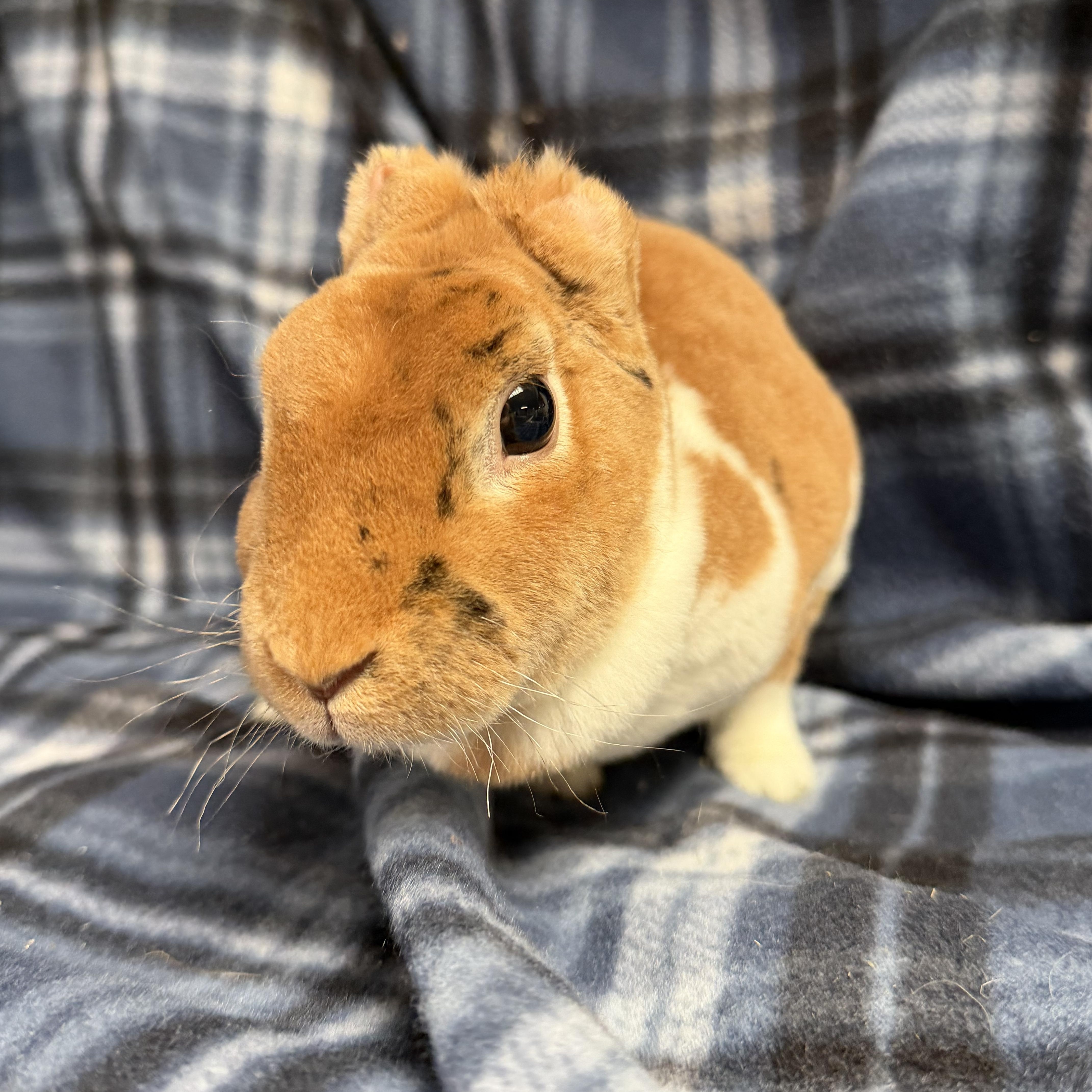 Enlarge Percie: video!!, a ADOPTABLE Mini Rex in Edinburg, PA image 1/3