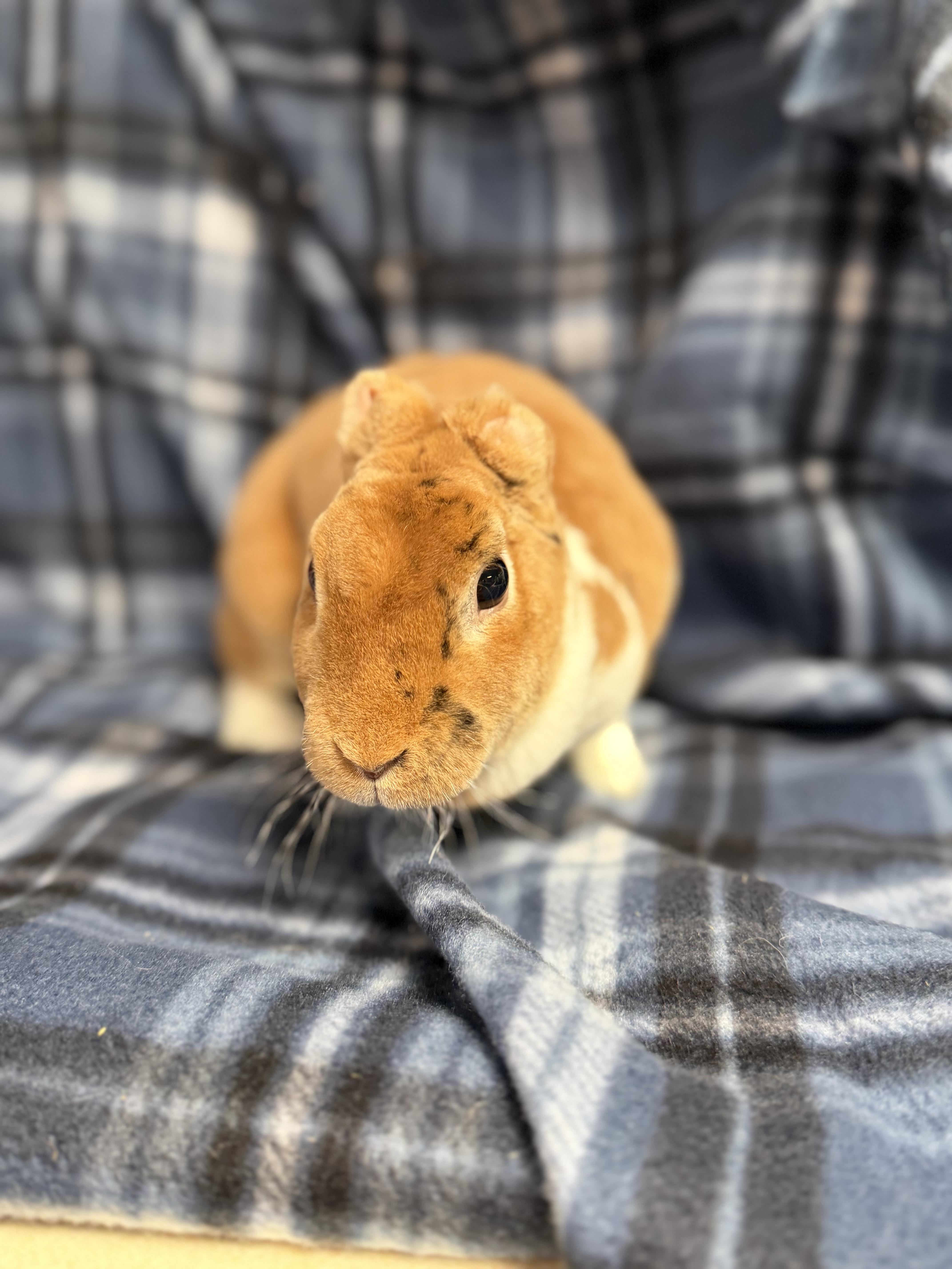 Enlarge Percie: video!!, a ADOPTABLE Mini Rex in Edinburg, PA image 2/3