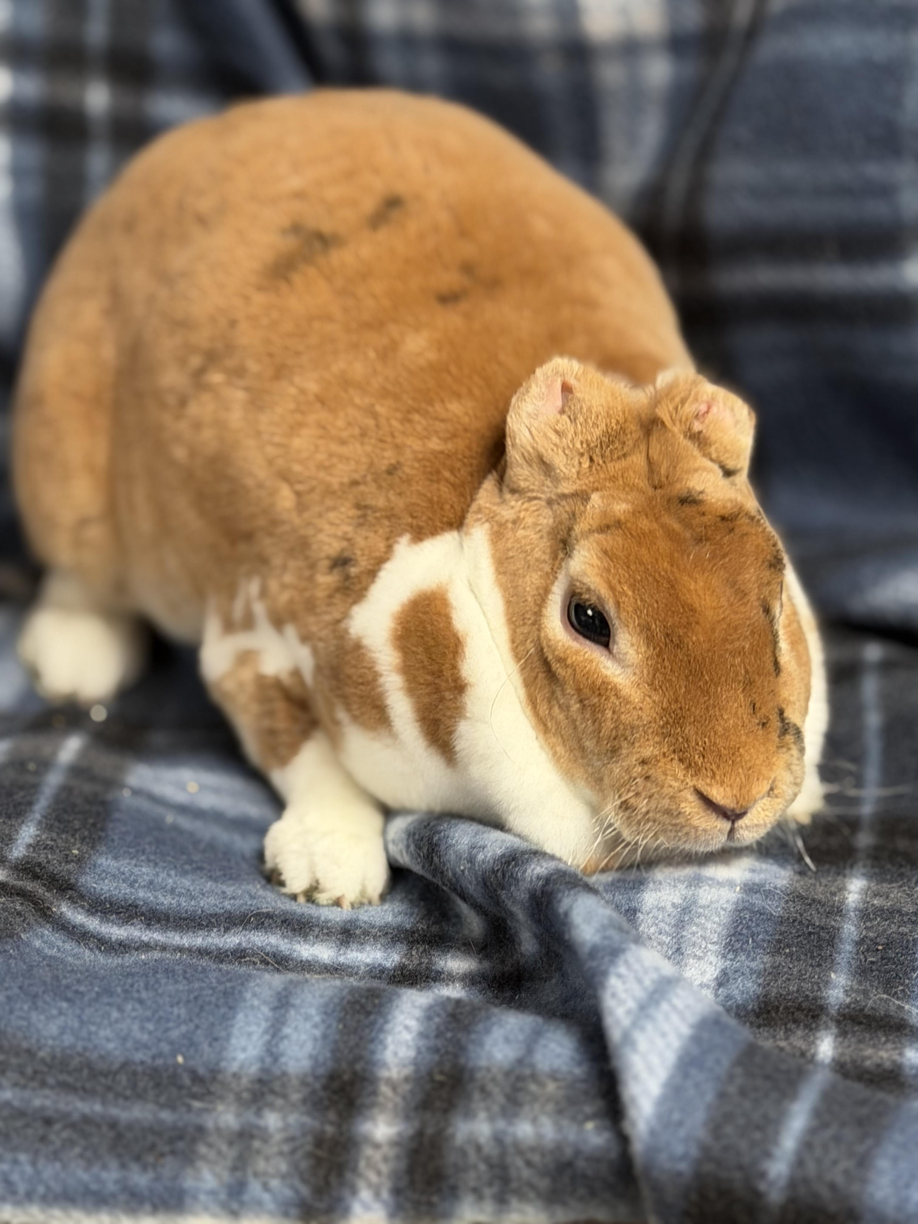Enlarge Percie: video!!, a ADOPTABLE Mini Rex in Edinburg, PA image 3/3