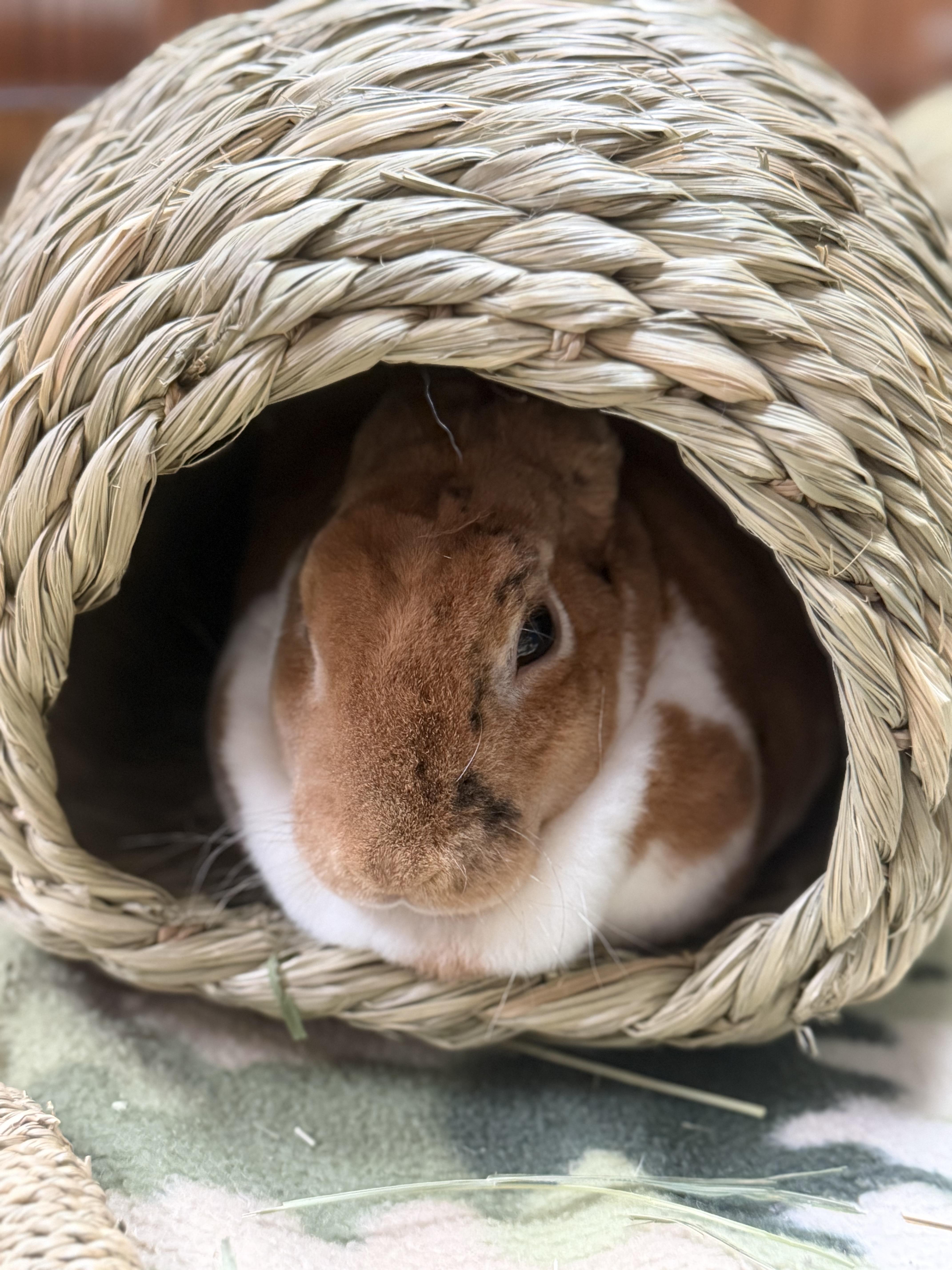 Percie: video!!, a ADOPTABLE Mini Rex in Edinburg, PA image 4/5