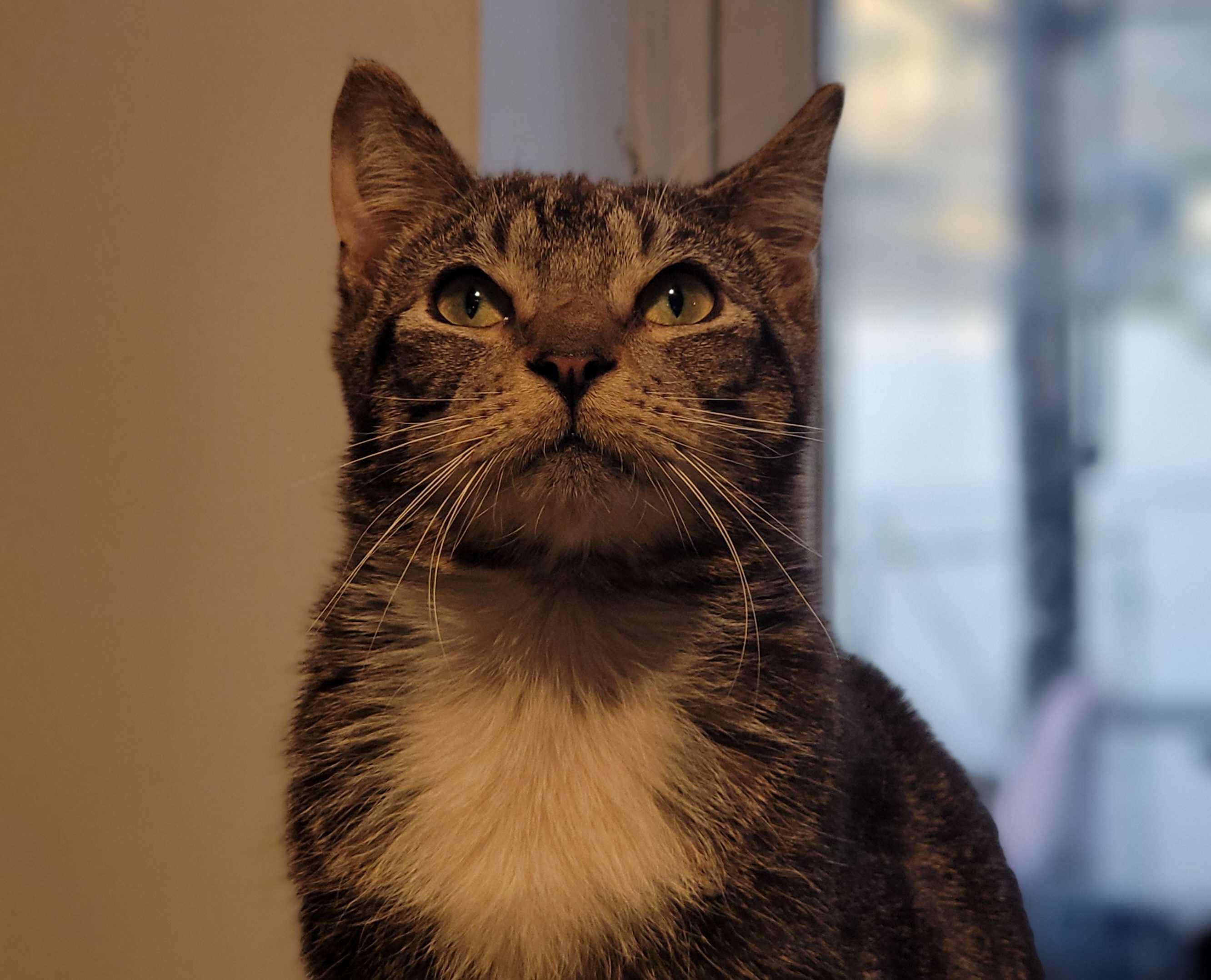 Motyl, Adoptable, Young Male Domestic Short Hair.