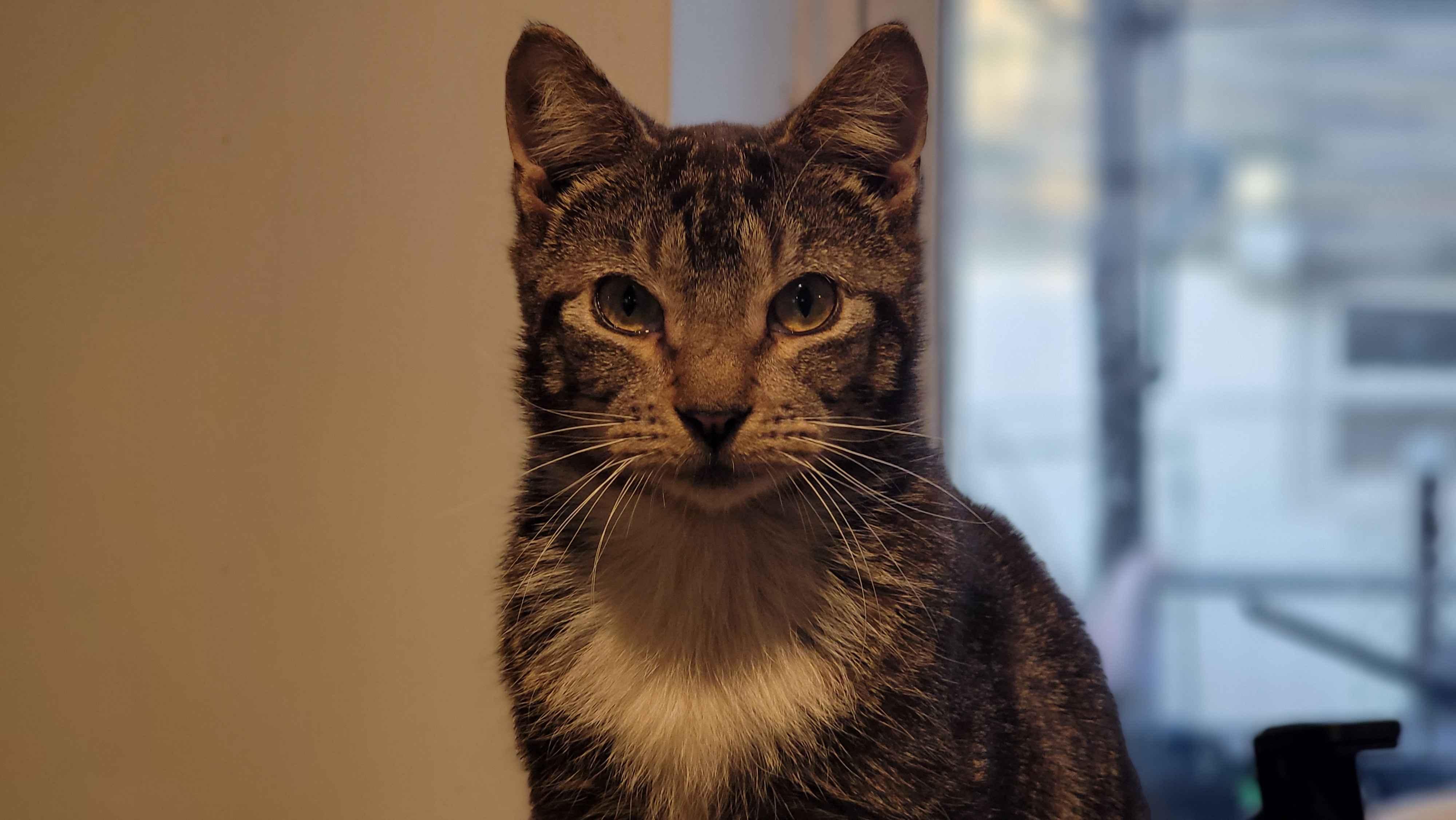 Enlarge Motyl, a Adoptable Domestic Short Hair in Florham Park, NJ image 2/6