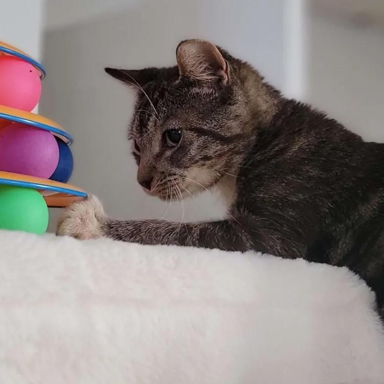 Enlarge Motyl, a Adoptable Domestic Short Hair in Florham Park, NJ image 5/6