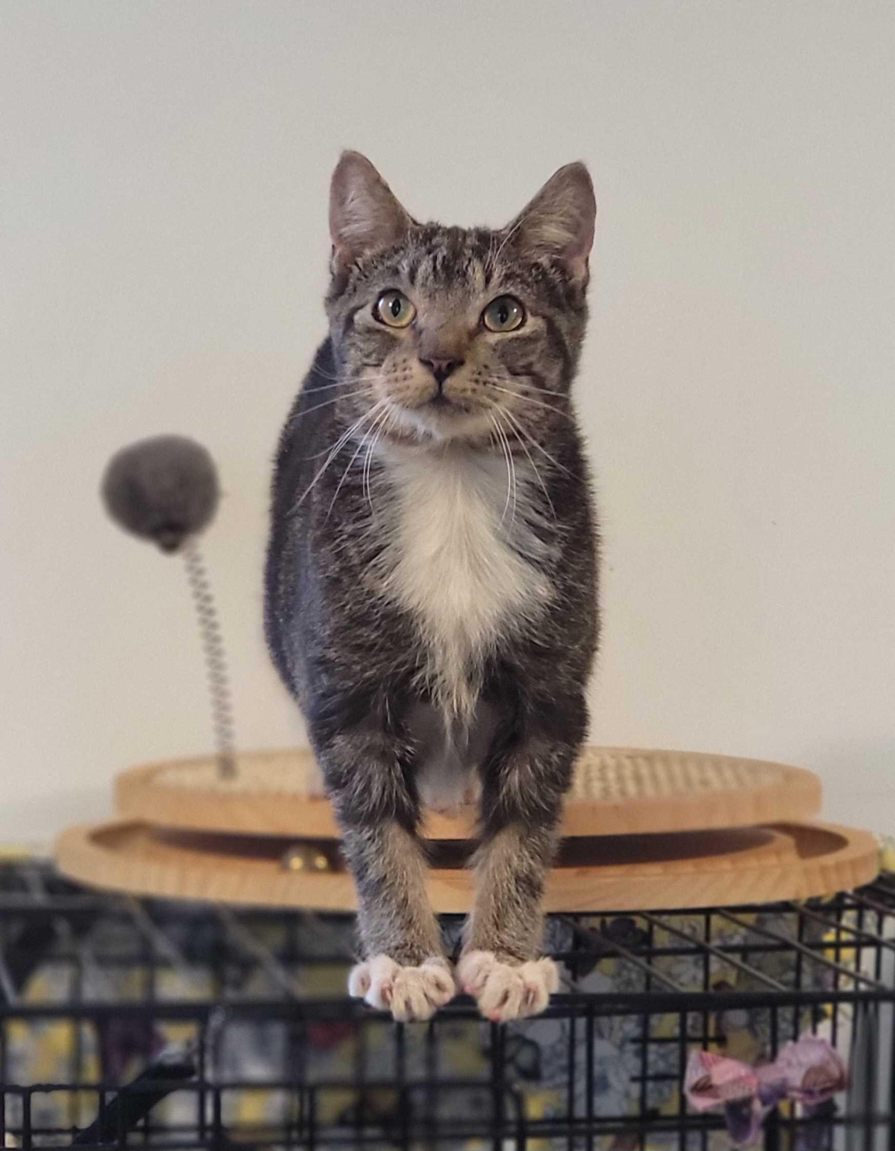 Enlarge Motyl, a Adoptable Domestic Short Hair in Florham Park, NJ image 4/6