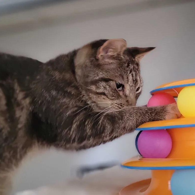 Enlarge Motyl, a Adoptable Domestic Short Hair in Florham Park, NJ image 6/6