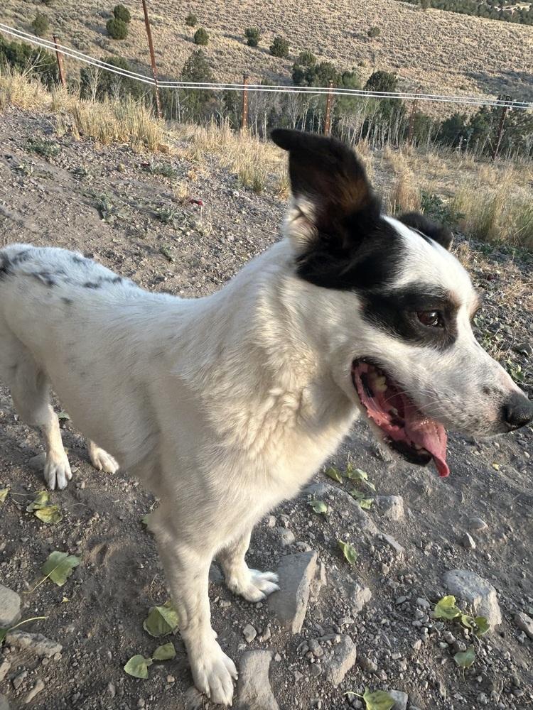 Enlarge Bruno, a Adoptable mixed breed in Herriman, UT image 1/5