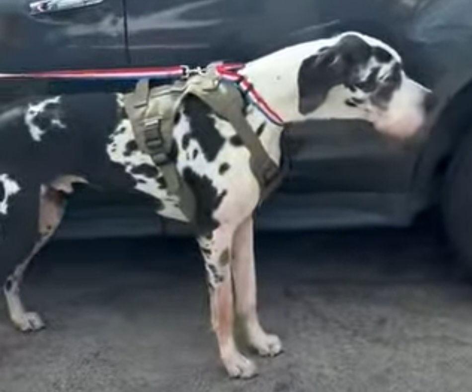 Enlarge Marshmellow, a Adoptable Great Dane in Jupiter, FL image 1/2