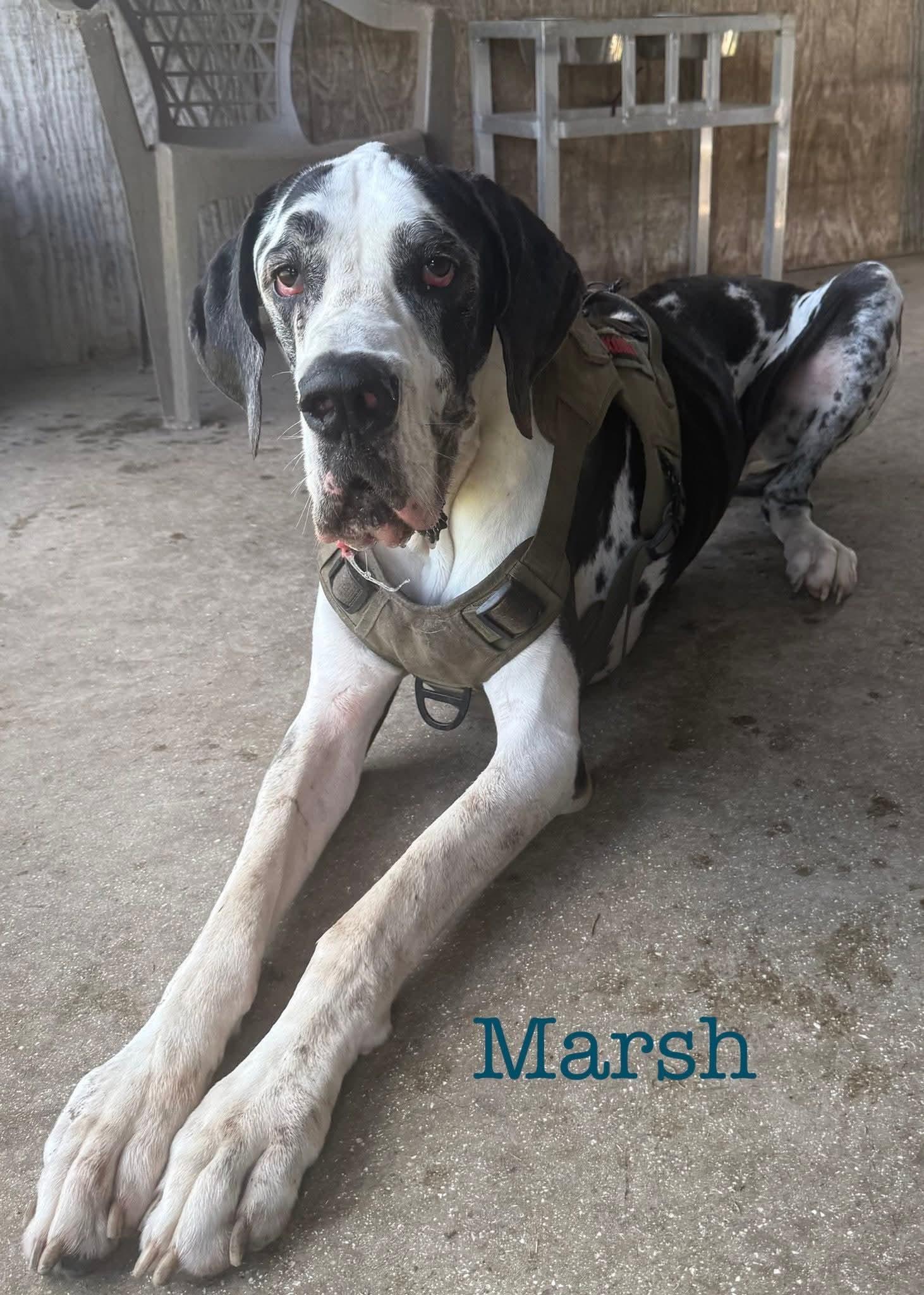 Enlarge Marshmellow, a Adoptable Great Dane in Jupiter, FL image 2/2