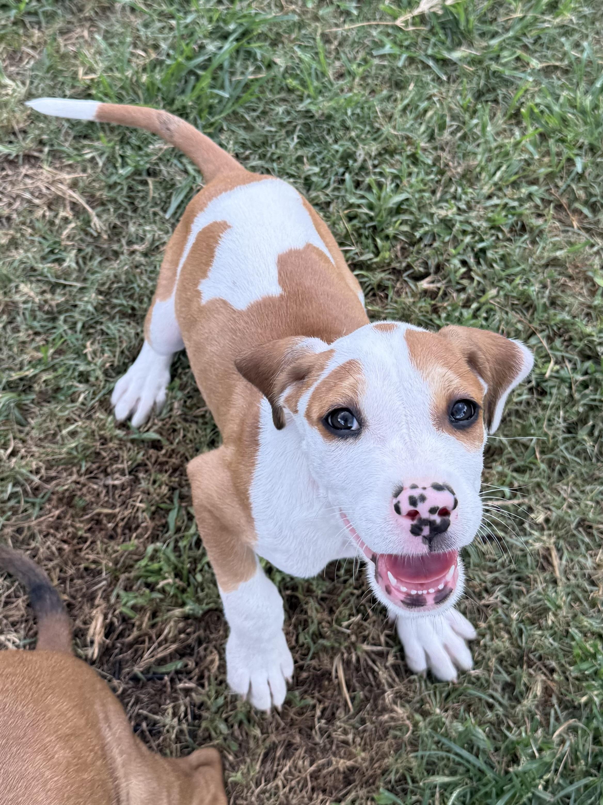 ROBERT, a ADOPTABLE mixed breed in Dumont, NJ image 3/4