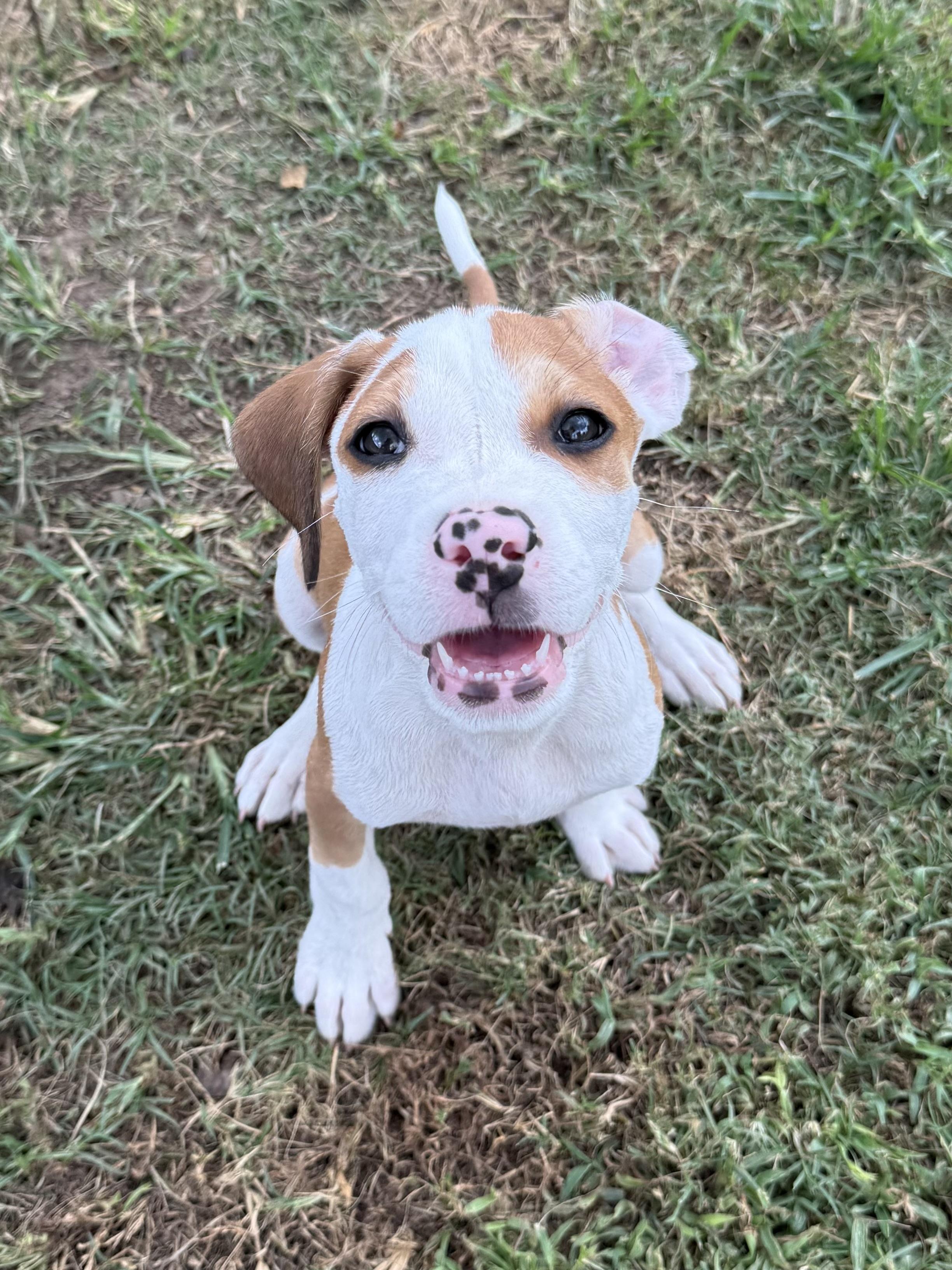 ROBERT, ADOPTABLE, Puppy Male Terrier & Mixed Breed.