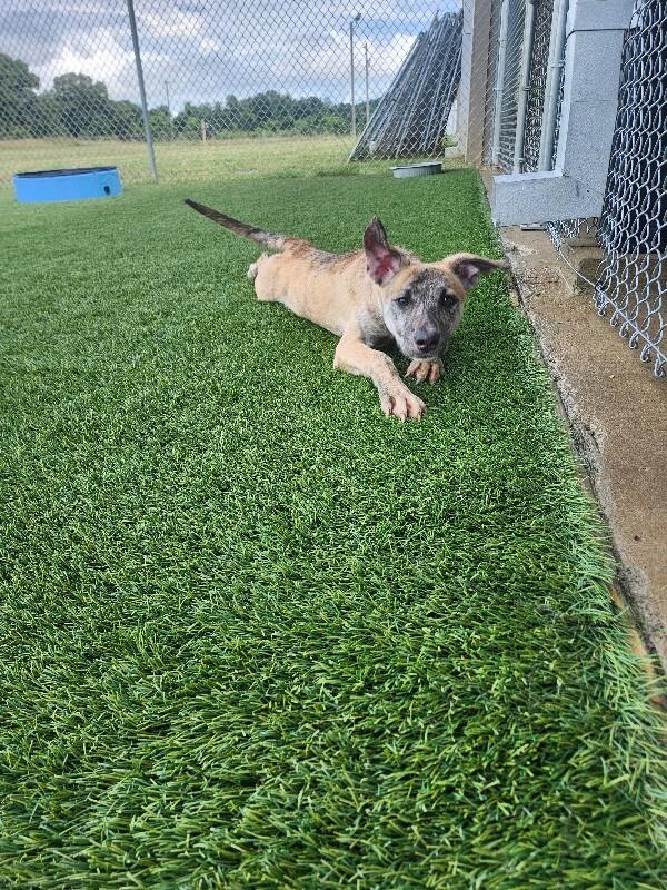 Macie, Adoptable, Young Female Mixed Breed.