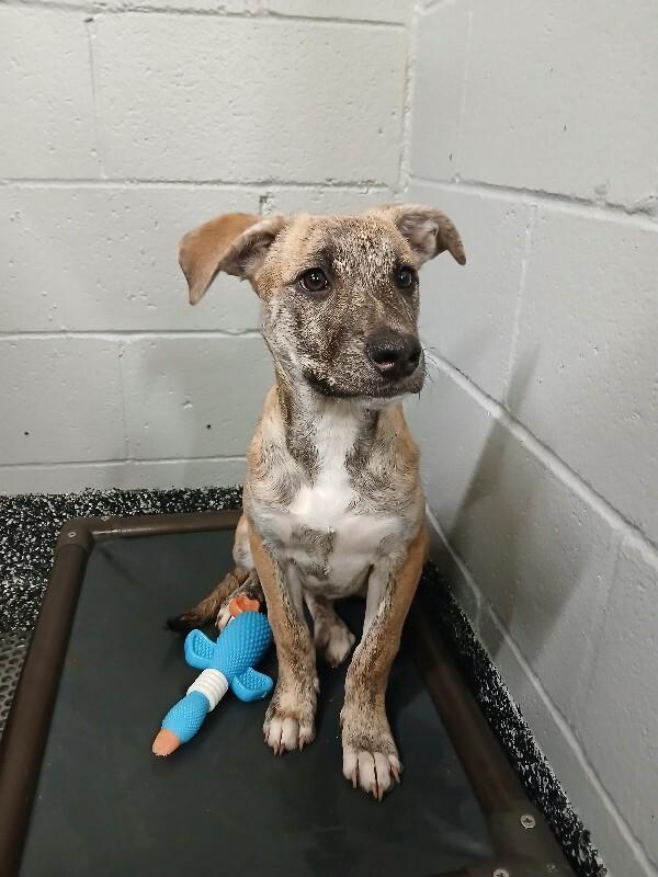 Enlarge Macie, a Adoptable Mixed Breed in Jackson, TN image 2/5