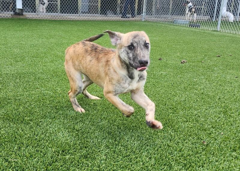 Enlarge Macie, a Adoptable Mixed Breed in Jackson, TN image 3/5