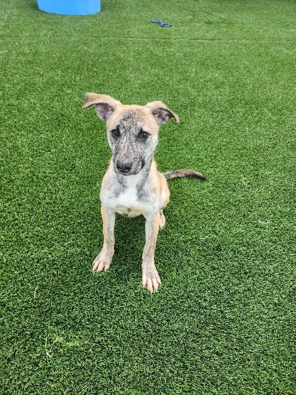 Enlarge Macie, a Adoptable Mixed Breed in Jackson, TN image 4/5