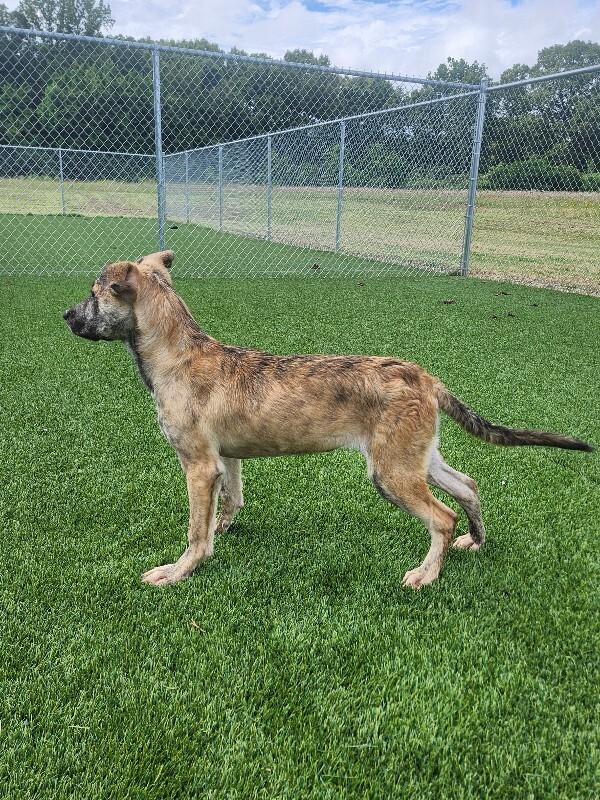 Enlarge Macie, a Adoptable Mixed Breed in Jackson, TN image 5/5