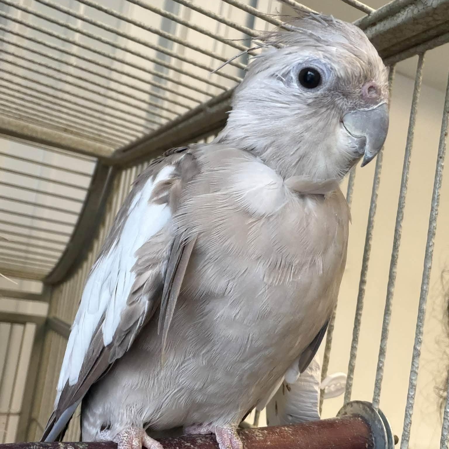 Enlarge Baby, a Adoptable Cockatiel in Alma, MI image 1/1