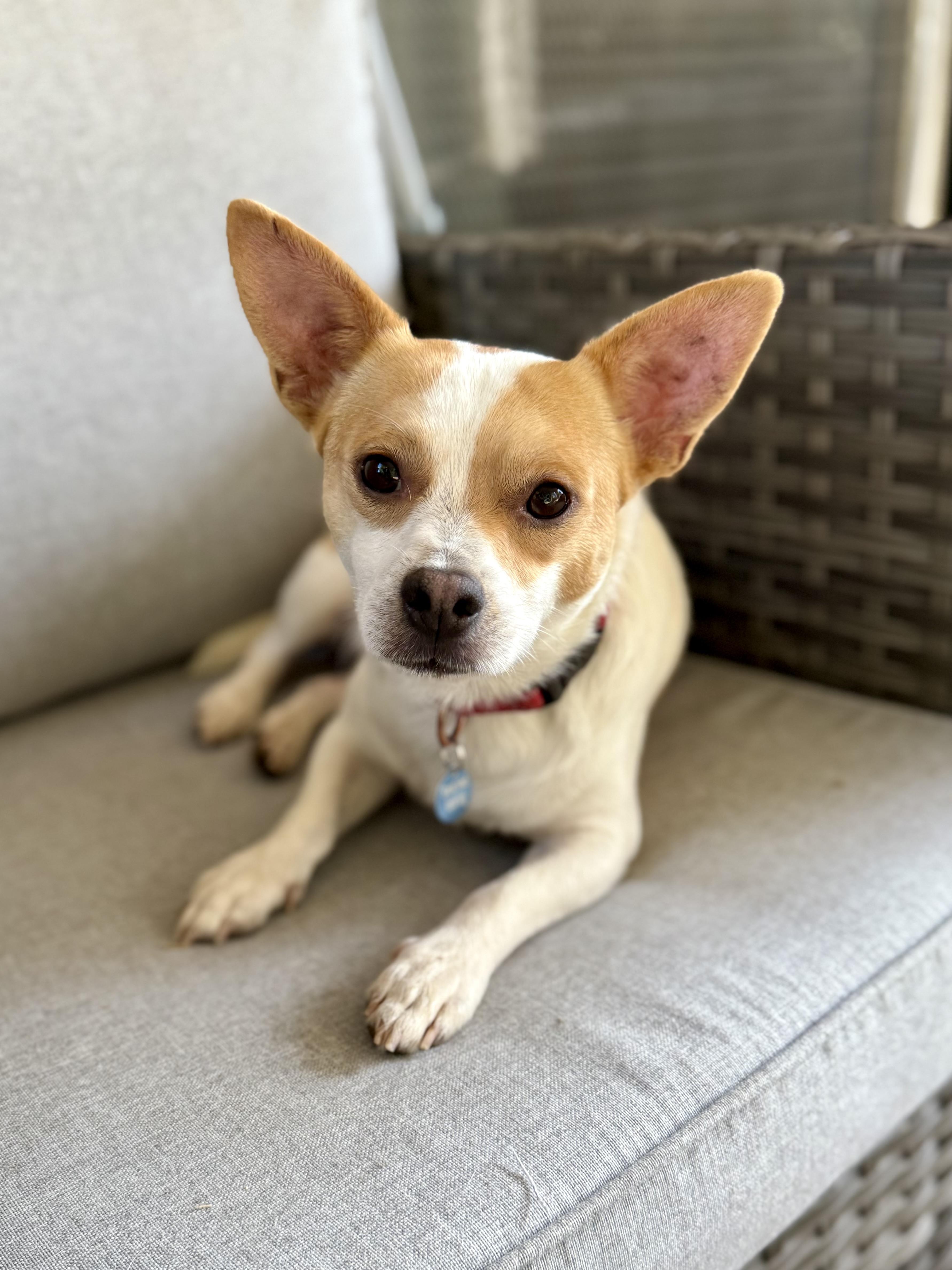 Enlarge Kip, an adopted Chihuahua in Milton, FL image 2/4