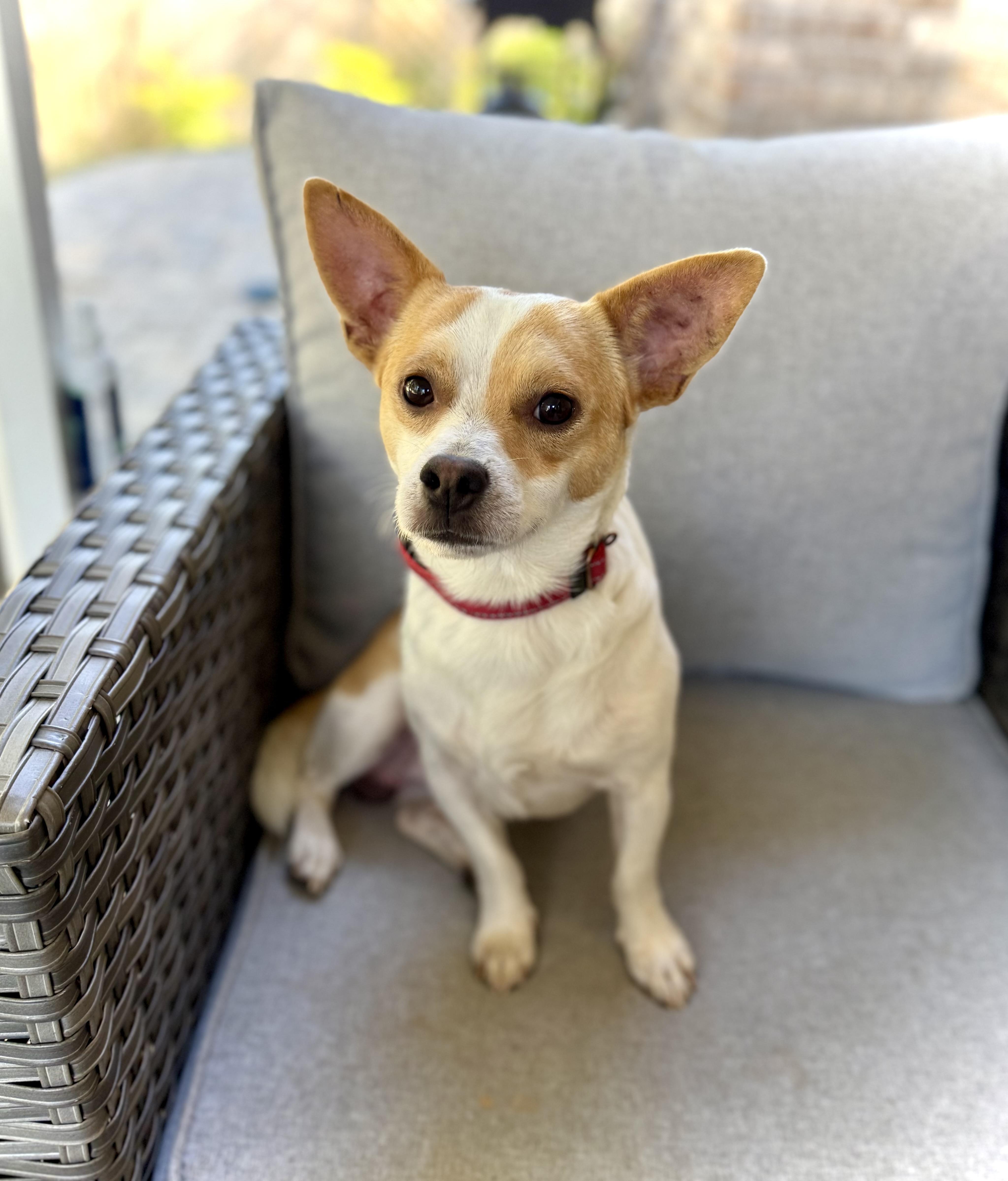 Enlarge Kip, an adopted Chihuahua in Milton, FL image 3/4