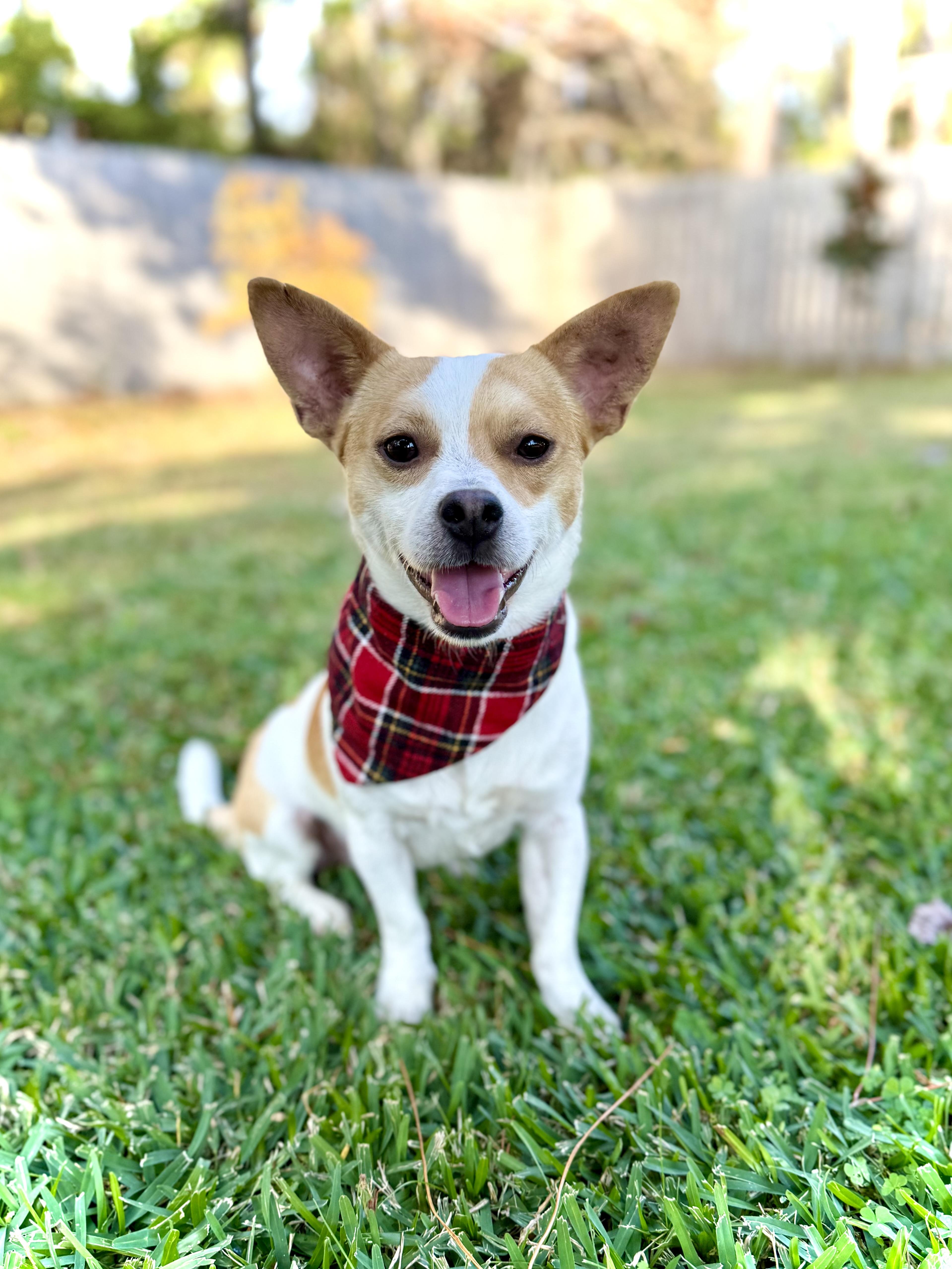 Enlarge Kip, an adopted Chihuahua in Milton, FL image 1/4