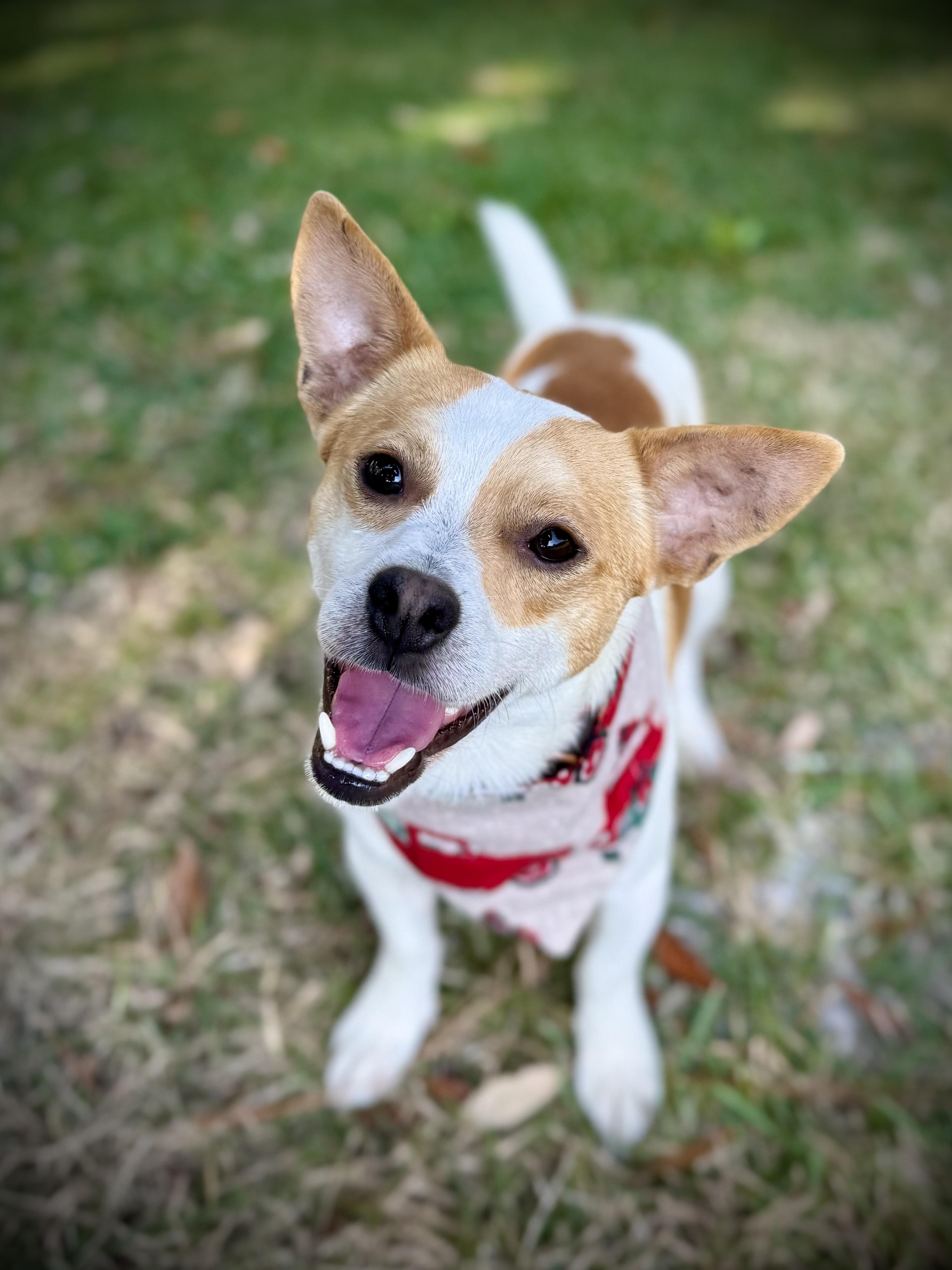 Enlarge Kip, an adopted Chihuahua in Milton, FL image 4/4