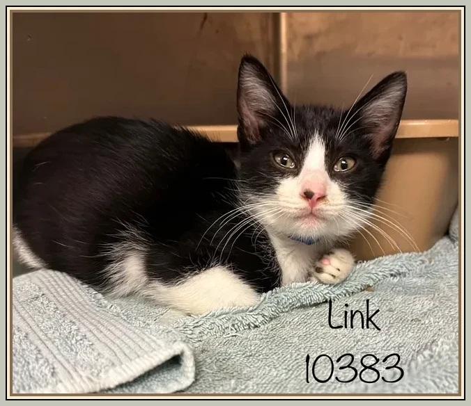 LINK (also see BINX), Baby Male unknown