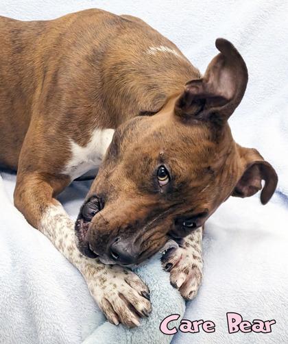 Care Bear, Adoptable, Adult Male Pit Bull Terrier & Cattle Dog.